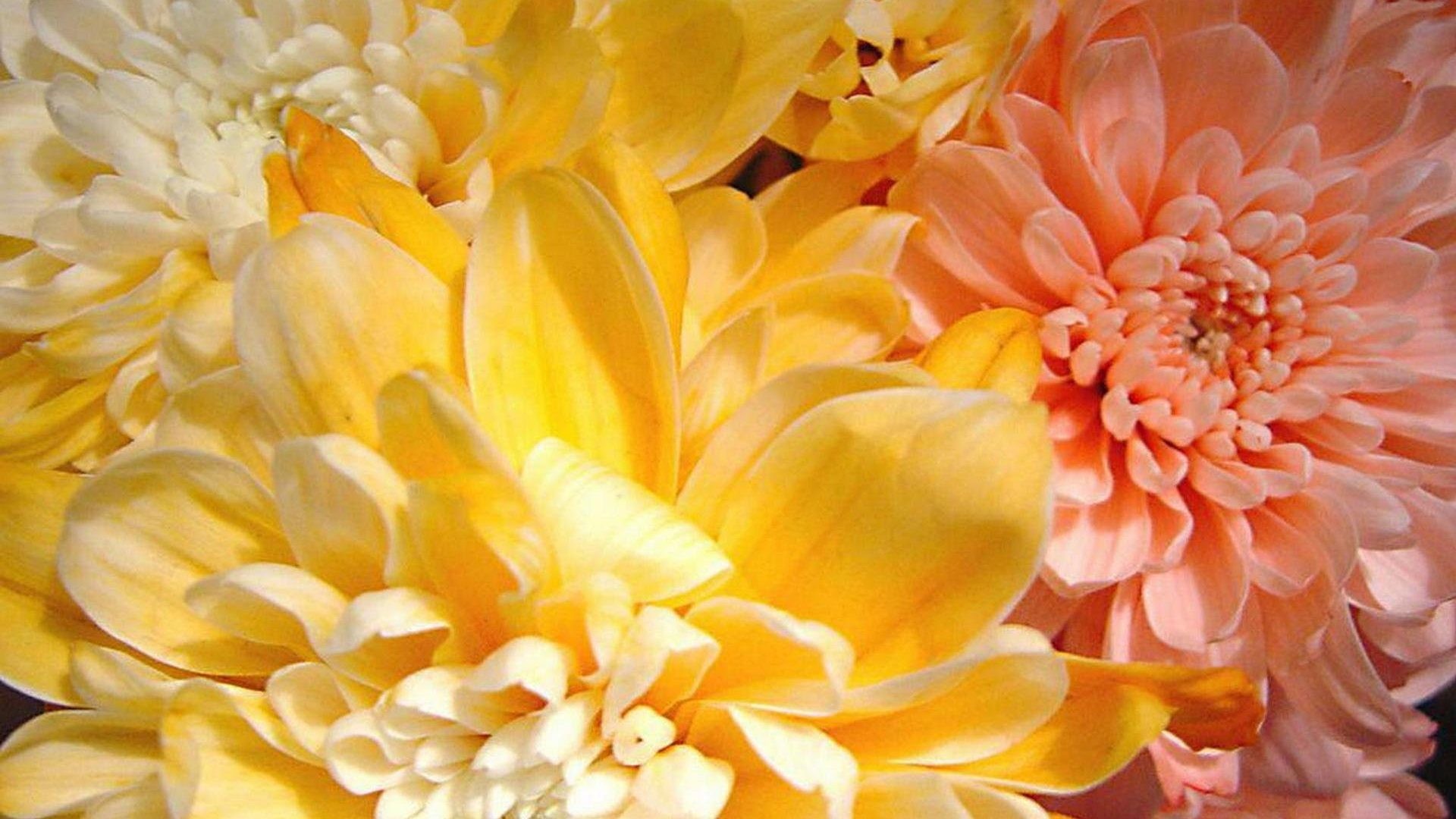 1920x1080 Flowers - Plants Beautiful Colorful Flower Garden Soft Flowers Spring  Delicate Nature Petals Wallpaper Pc Hd