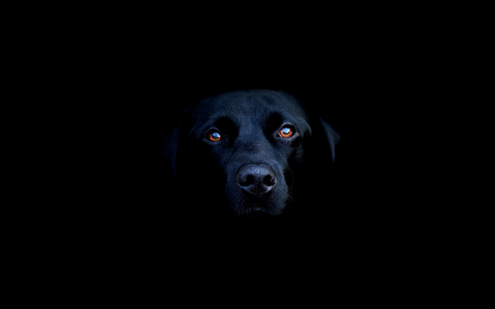 1920x1200 This is a yet another black wallpaper of a Labrador which is perfect for  animal/dog lovers.