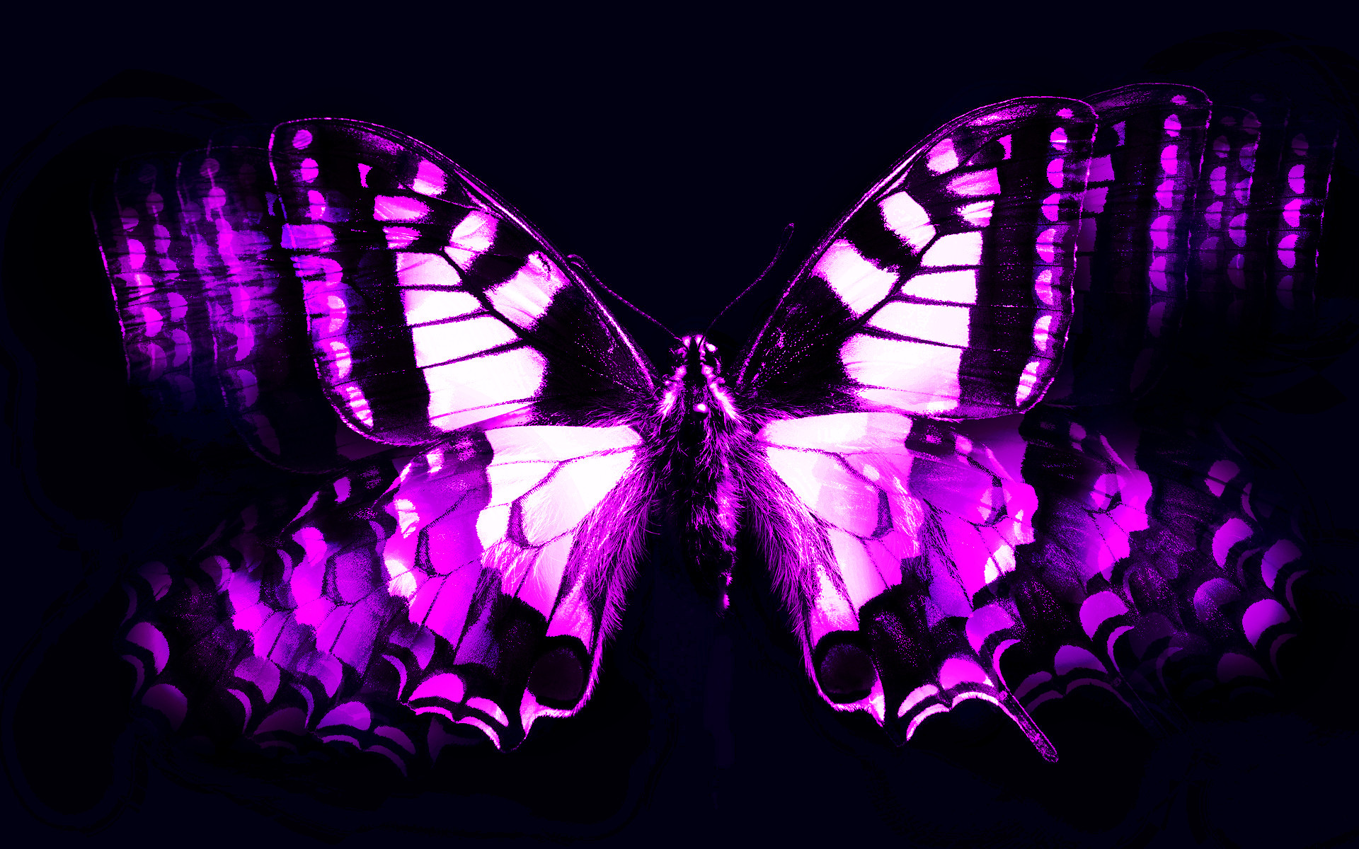 1920x1200 Download. Â« Purple Butterfly Widescreen Desktop Wallpaper