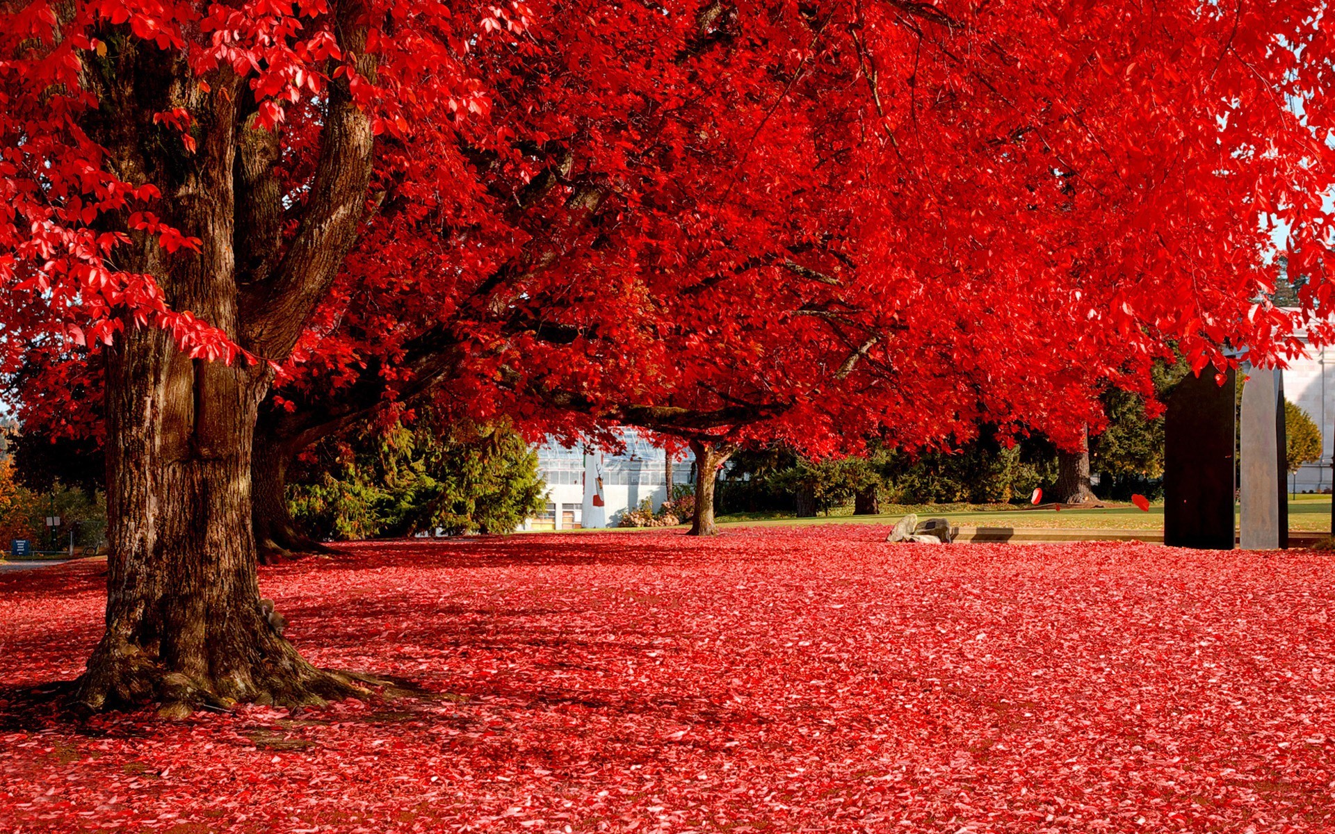 1920x1200 Red Autumn Trees