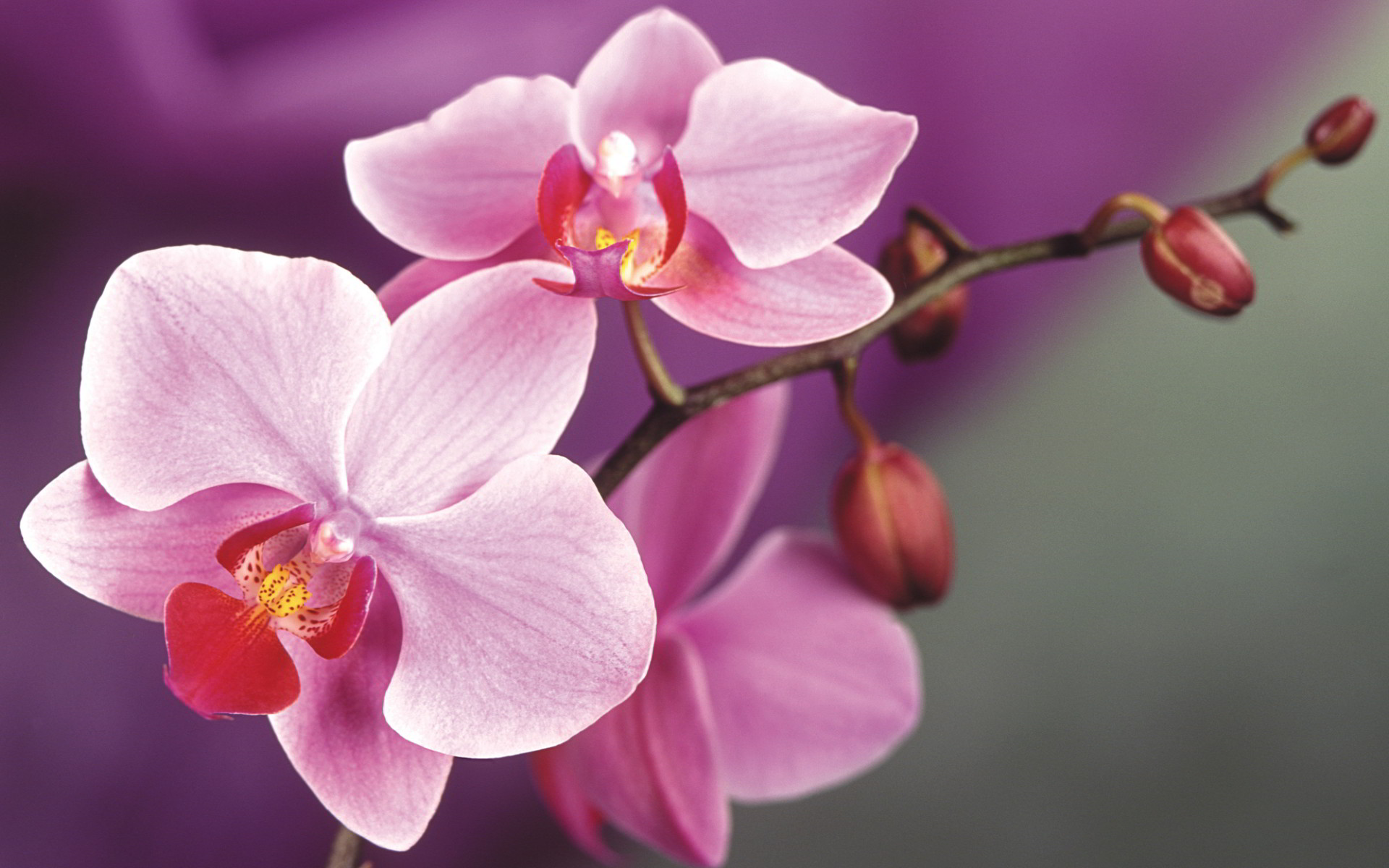 1920x1200 Cute Orchid Flower Wallpapers HD images