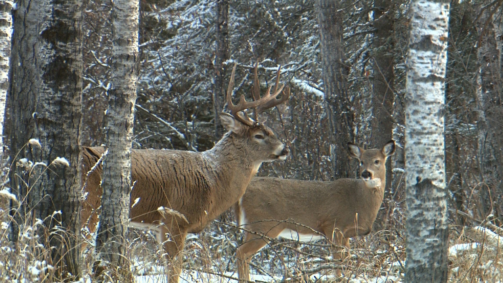 1920x1080 Saskatchewan Deer Hunting with Jim Benton Chambered for the Wild 2015 -  YouTube