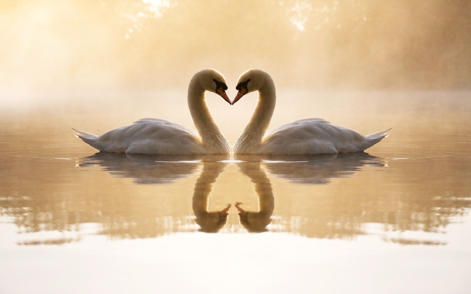 1920x1200 Loving Swans Wallpapers | HD Wallpapers