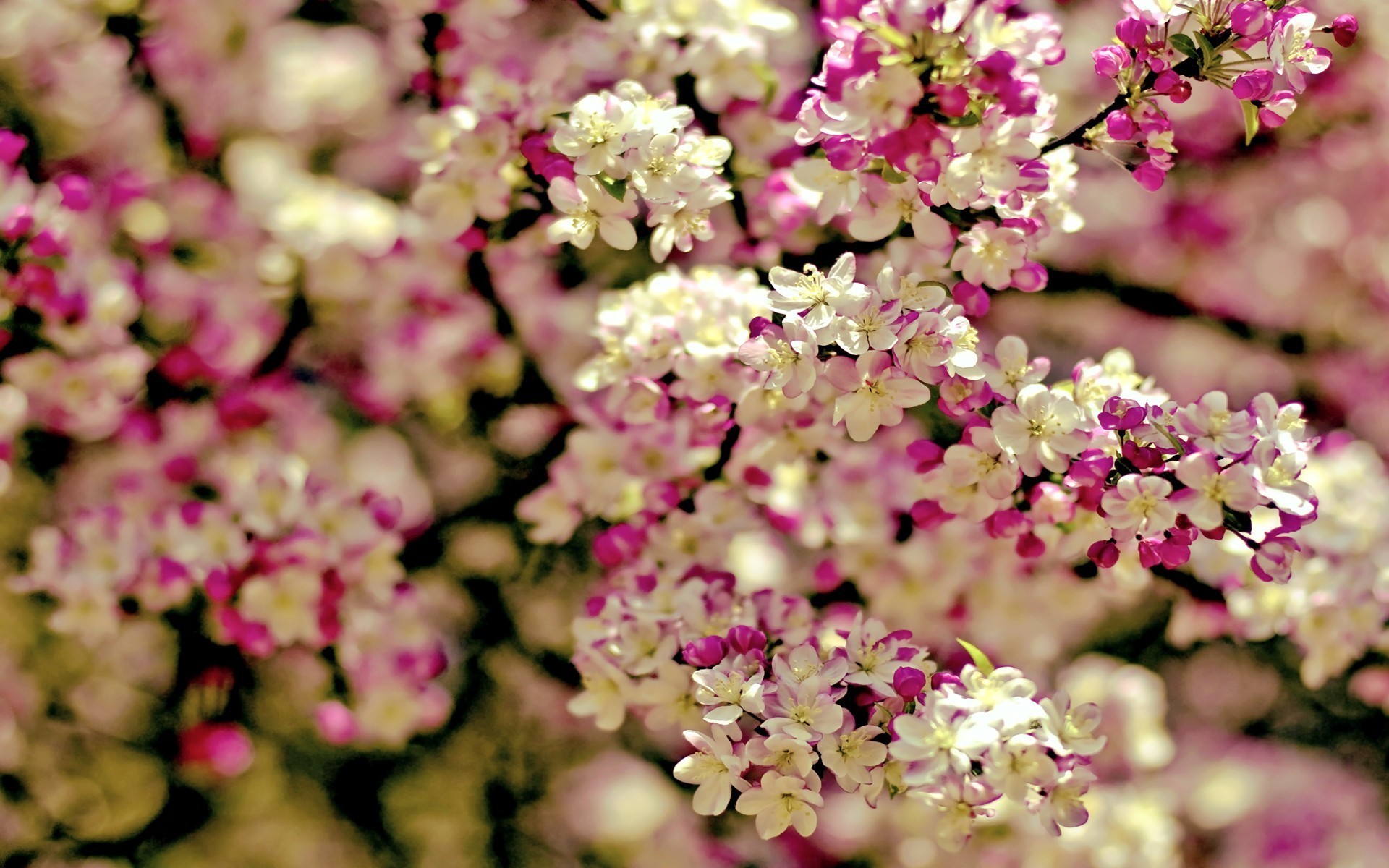 1920x1200 Spring Flowers Background | wallpaper spring tree flowers categories  flowers downloads 3199 added .