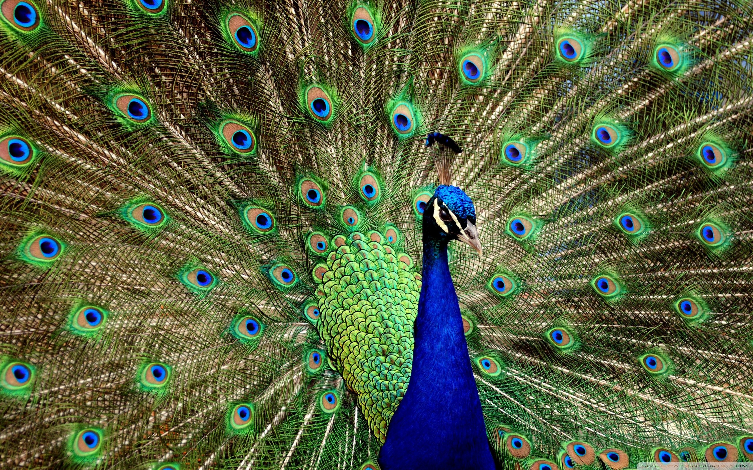 2560x1600 Image peacock wallpaper 3d hd pictures