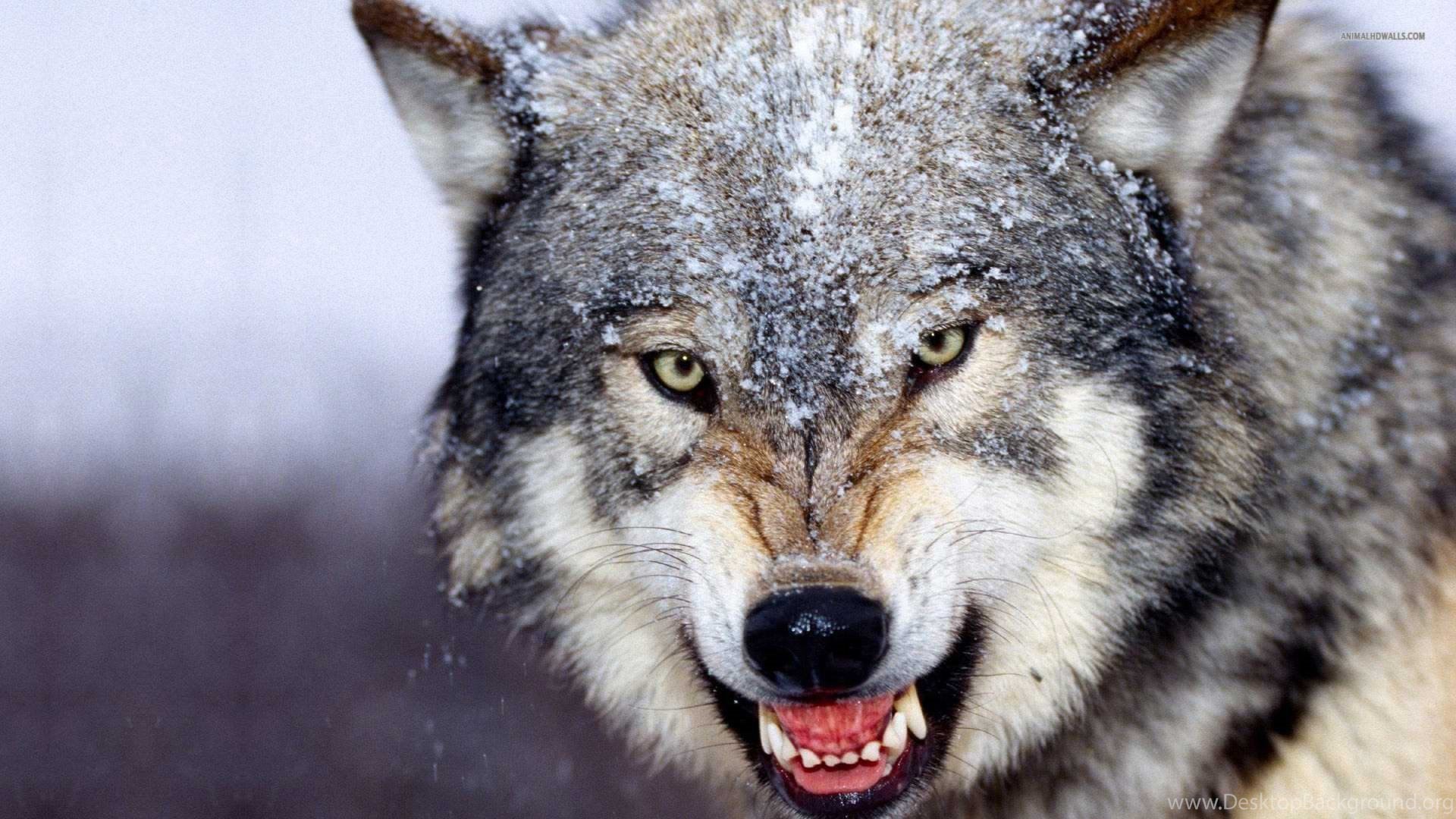 1920x1080 beautiful wolf wallpapers wallpapers cave desktop background