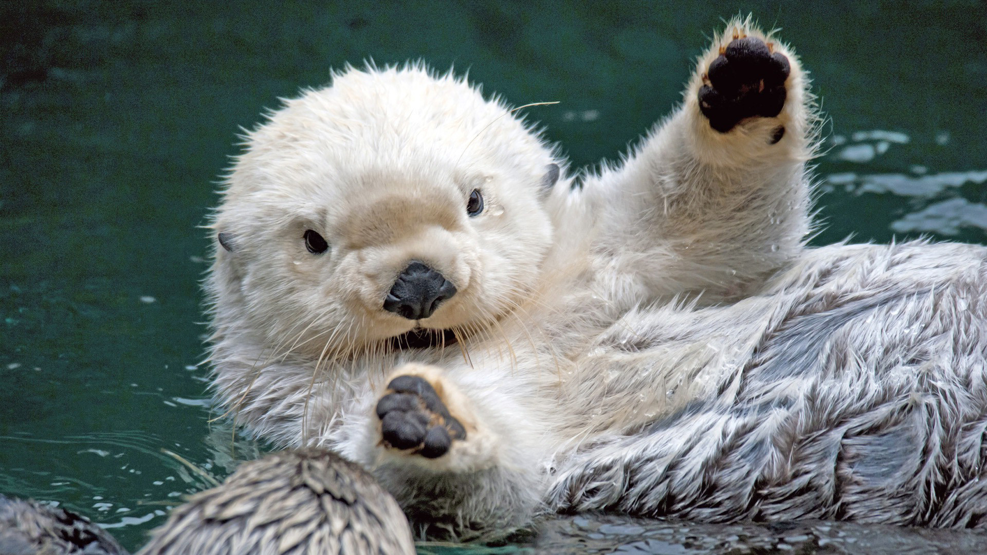1920x1080 Sea Otter HD Wallpaper | Sea Otter Pictures | Cool Wallpapers