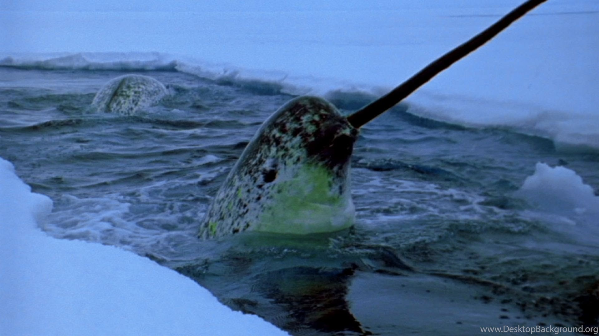 1920x1080 12+ Best HD Narwhal Wallpapers