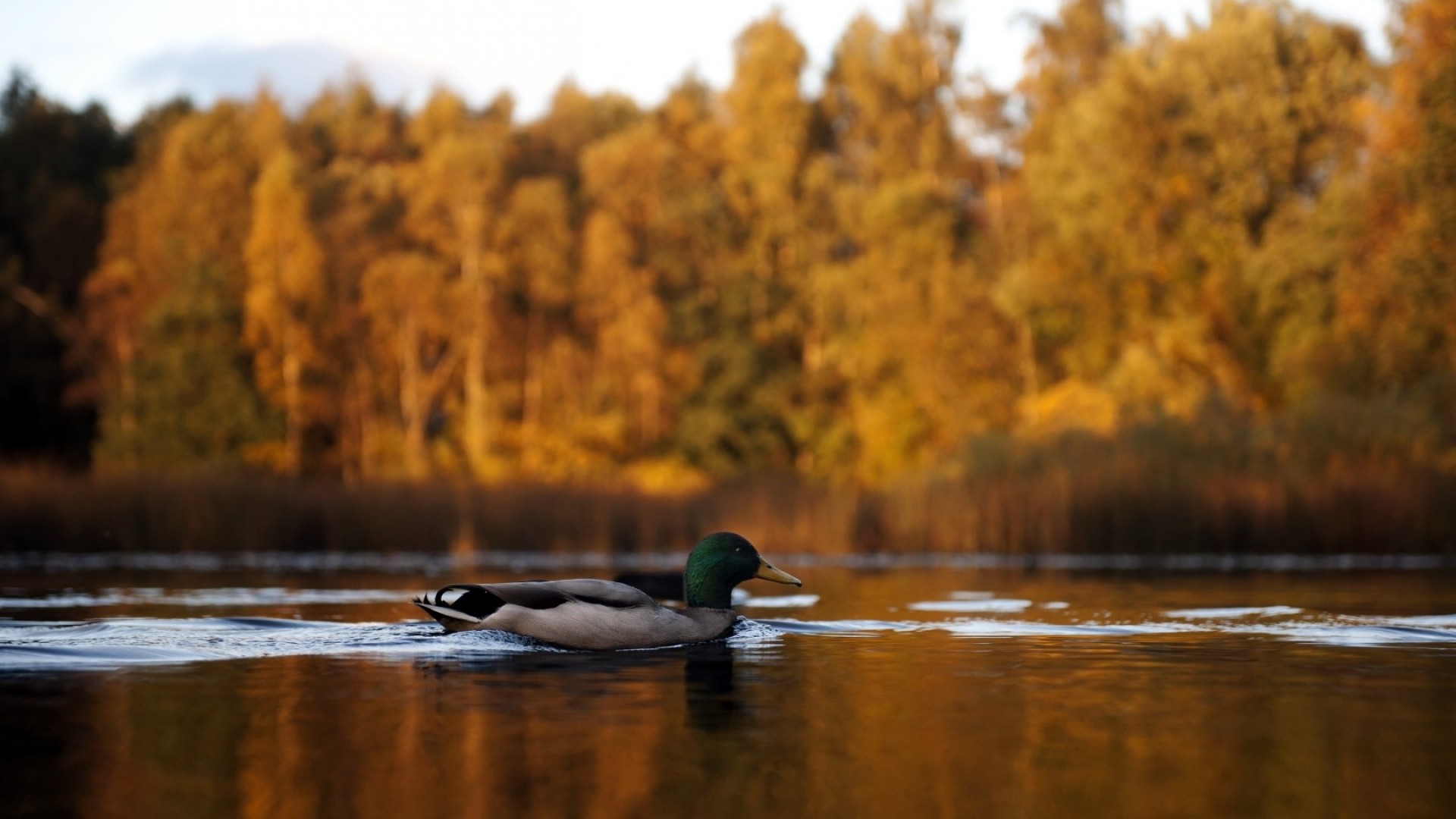1920x1080  Wallpaper duck, lake, autumn
