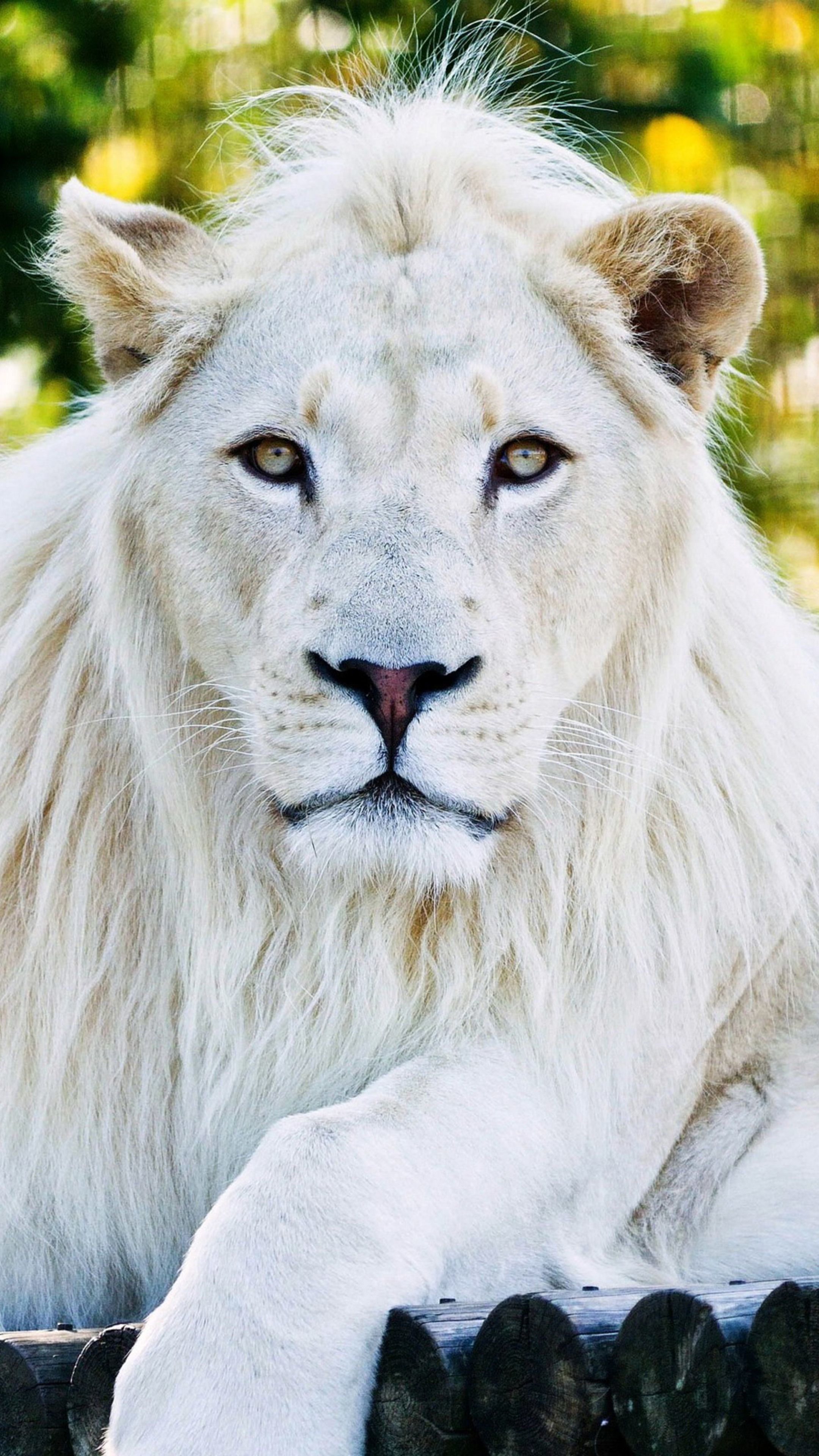 2160x3840 #Animals #White Lion #wallpapers