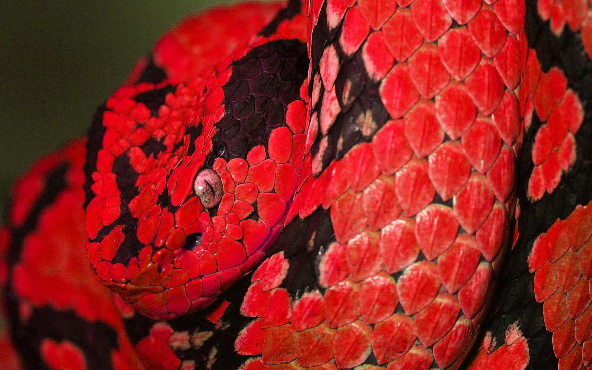 1920x1200 Free red snake wallpaper background