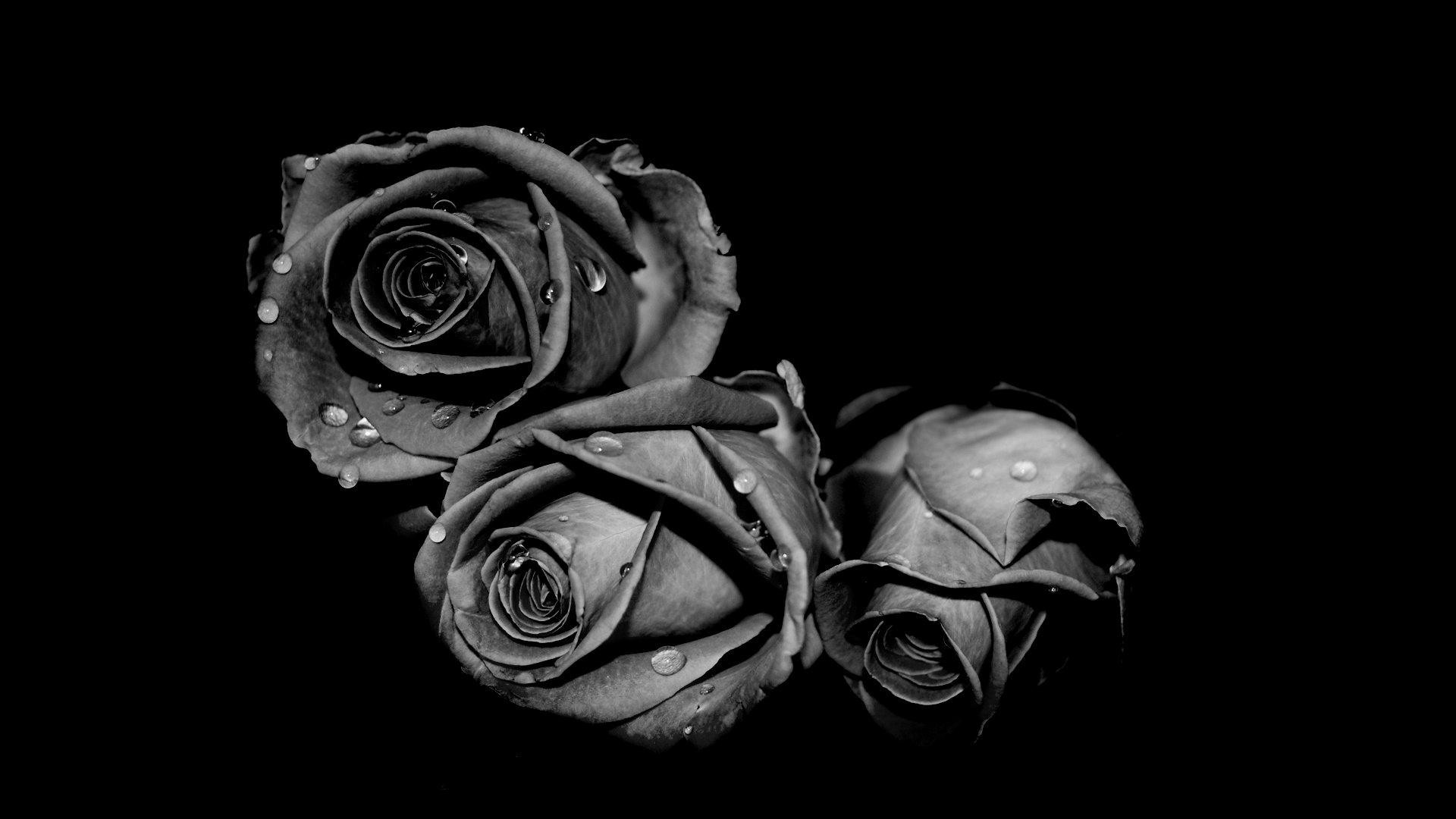 1920x1080 wallpaper.wiki-Wallpaper-black-damask-grey-roses-PIC-