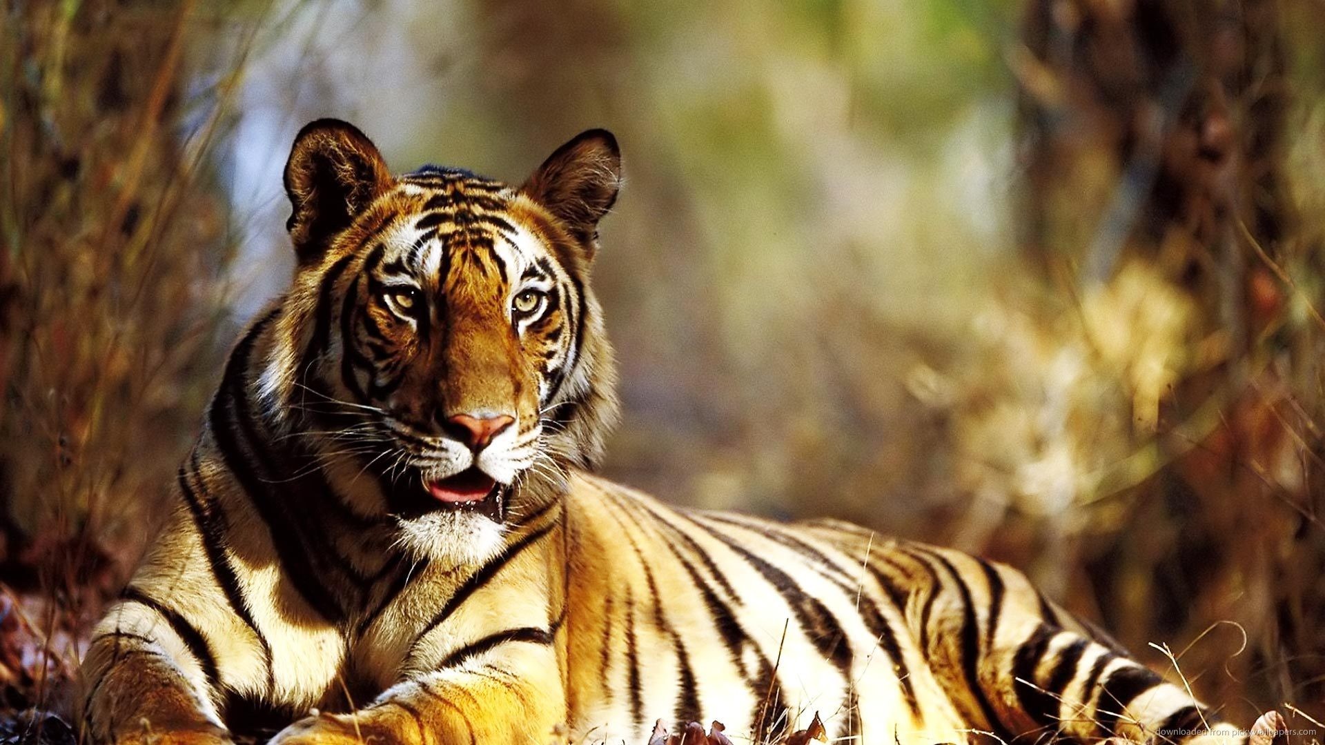 1920x1080 Tiger HD Wallpapers Full High Quality New Backgrounds
