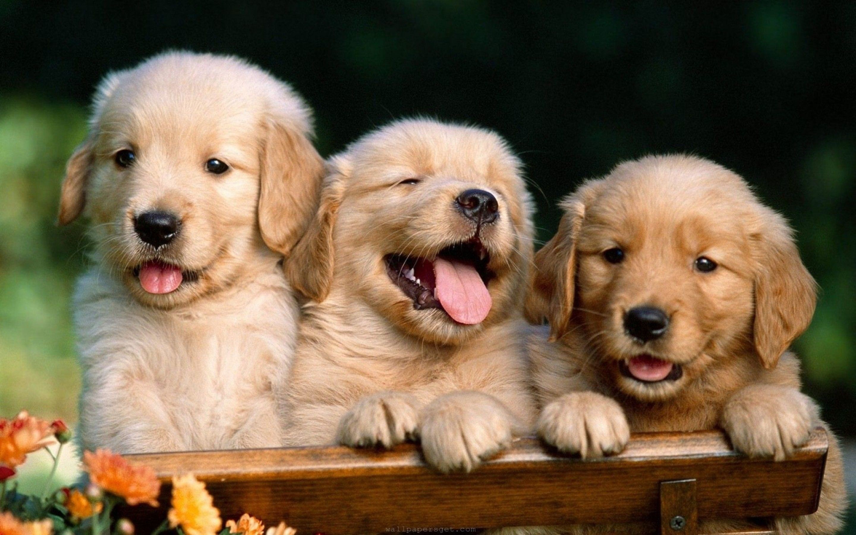 2880x1800 Dog Wallpapers High Quality Resolution