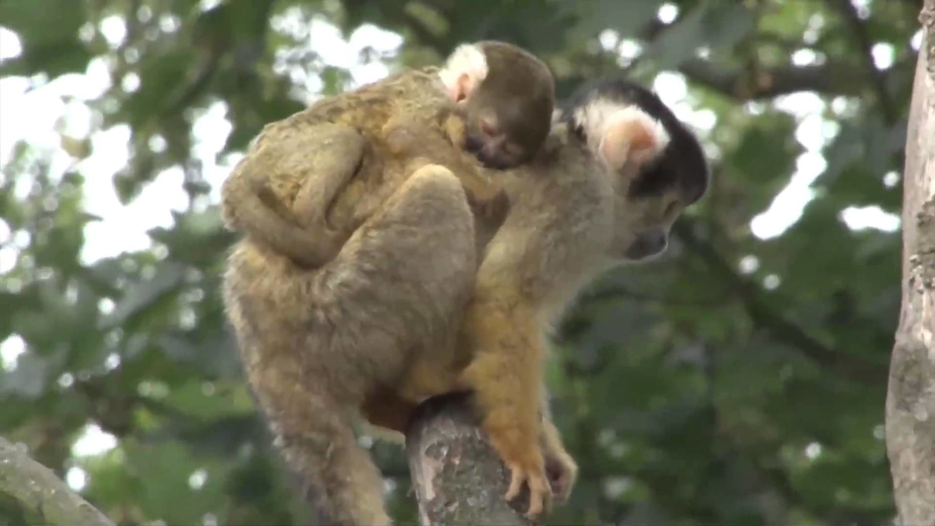 1920x1080 Adorable Baby Monkey Clings to Mom at London Zoo