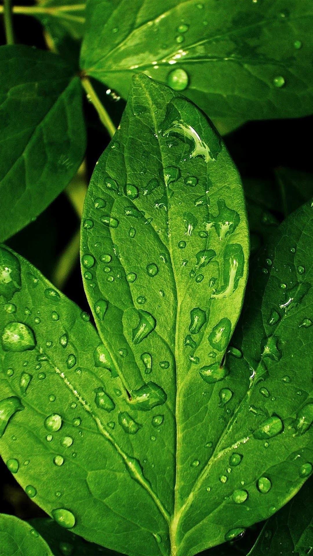 1080x1920 Morning Dew Green Leaf