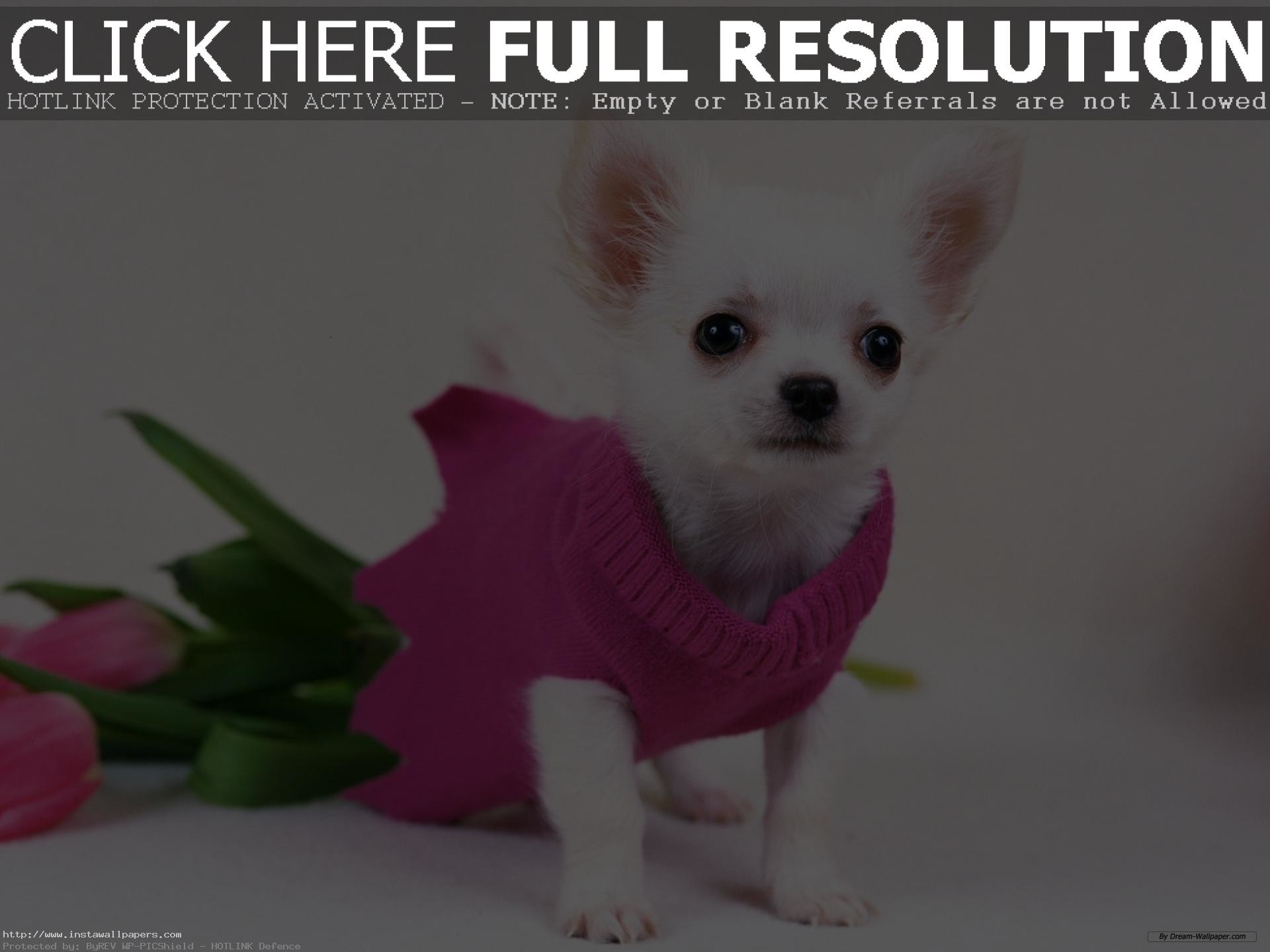 1920x1440 free chihuahua puppy wallpaper for desktop HD PC Laptop background