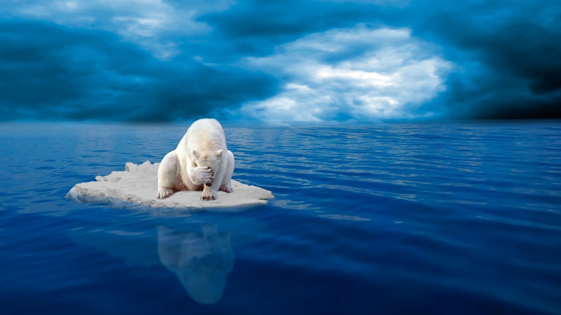 1920x1080 Download now full hd wallpaper polar bear facepalm iceberg sea ...