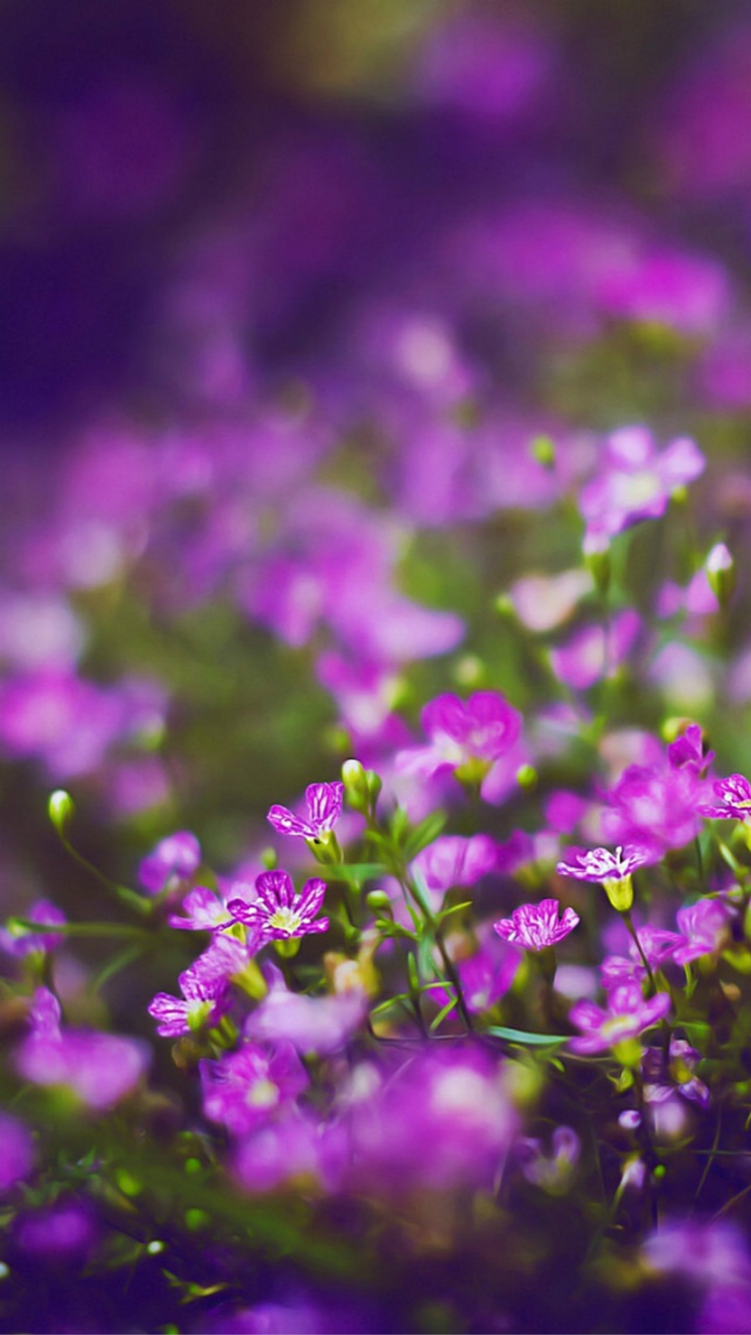 1080x1920 Beautiful Purple Flower Field Blur Bokeh #iPhone #6 #wallpaper