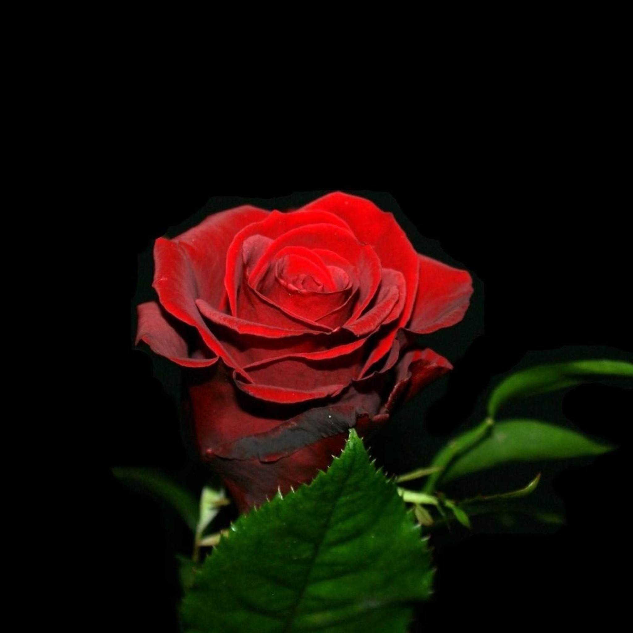 2048x2048  Wallpaper rose, flower, bud, black background