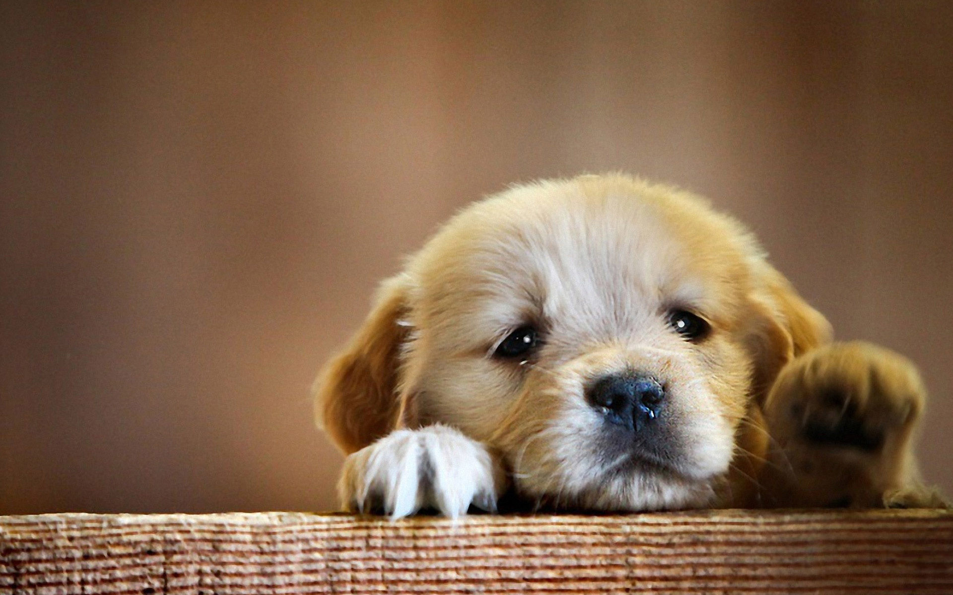 1920x1200 Cute Dogs And Puppies Wallpapers Wallpaper With Beautiful Full Hd