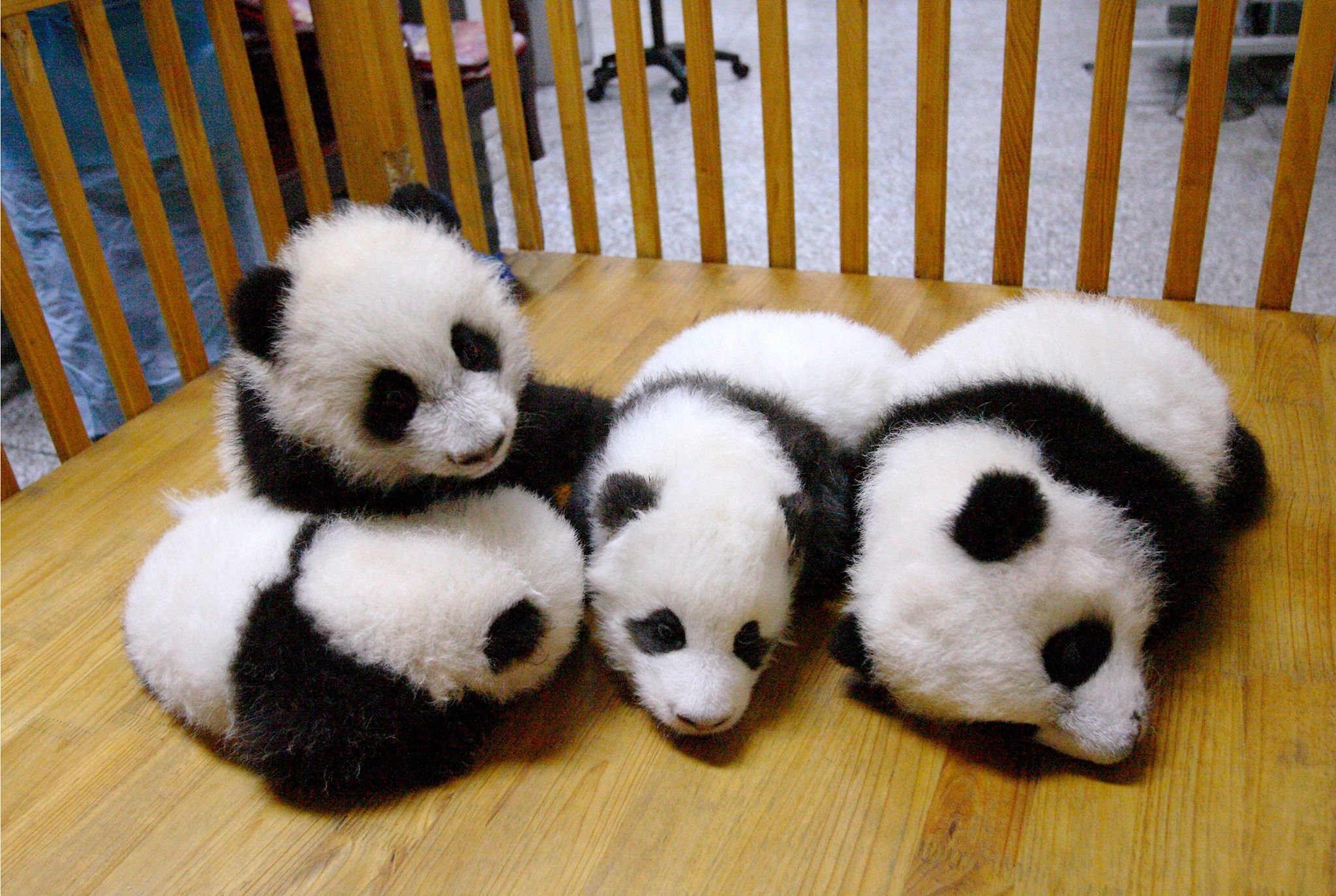 2048x1374 Panda pandas baer bears baby cute (29) wallpaper |  | 364456 |  WallpaperUP