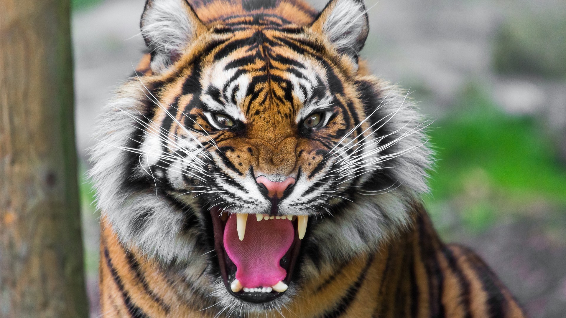 1920x1080 Preview wallpaper tiger, face, teeth, anger, big cat 