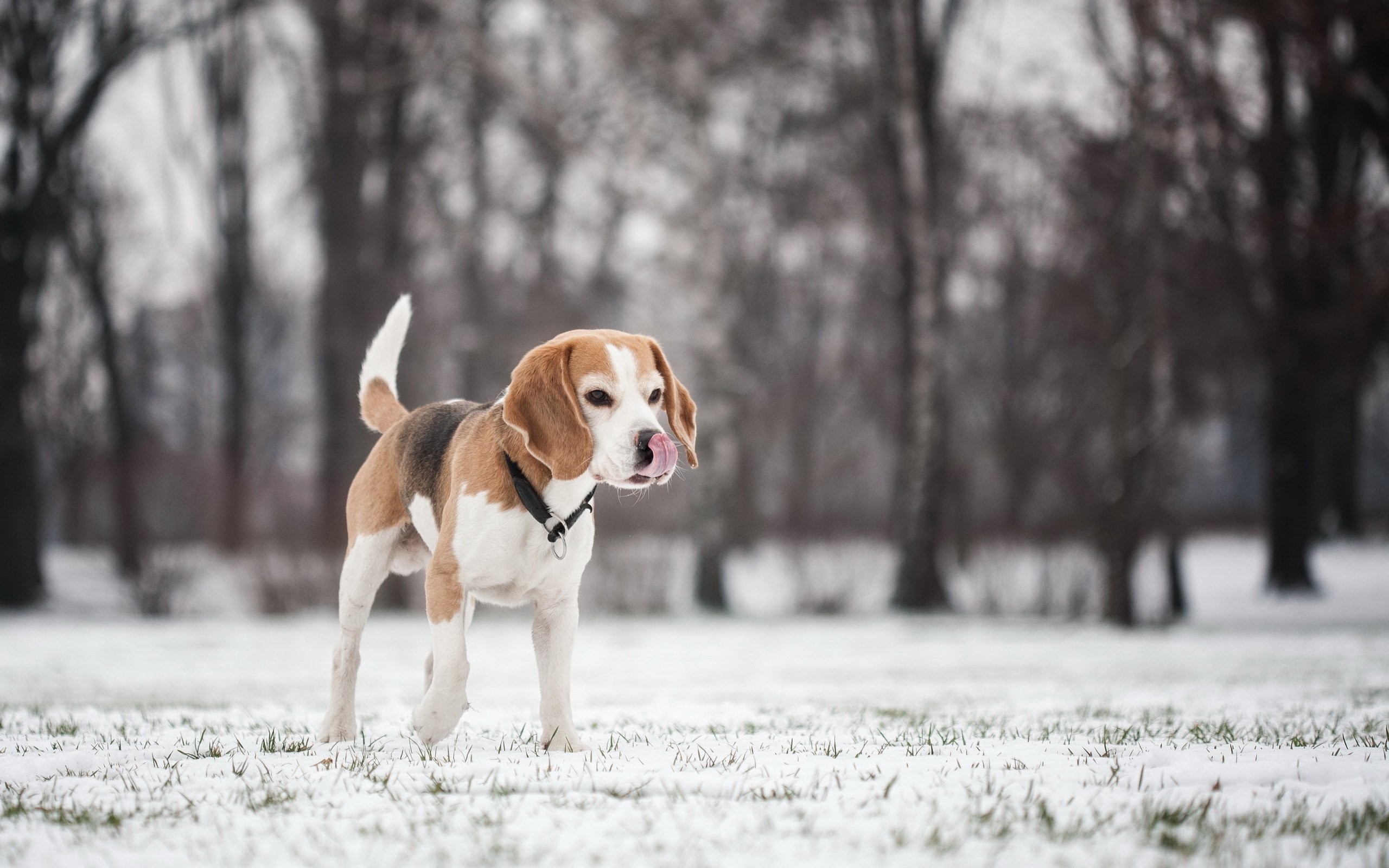 2560x1600 beagle dog wallpaper background 15553