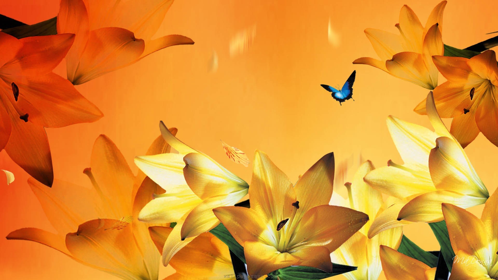 1920x1080 Floral, orange, petals, summer, yellow, lilies, flowers, gilded, Â·  Butterfly WallpaperLilies FlowersBlue ...