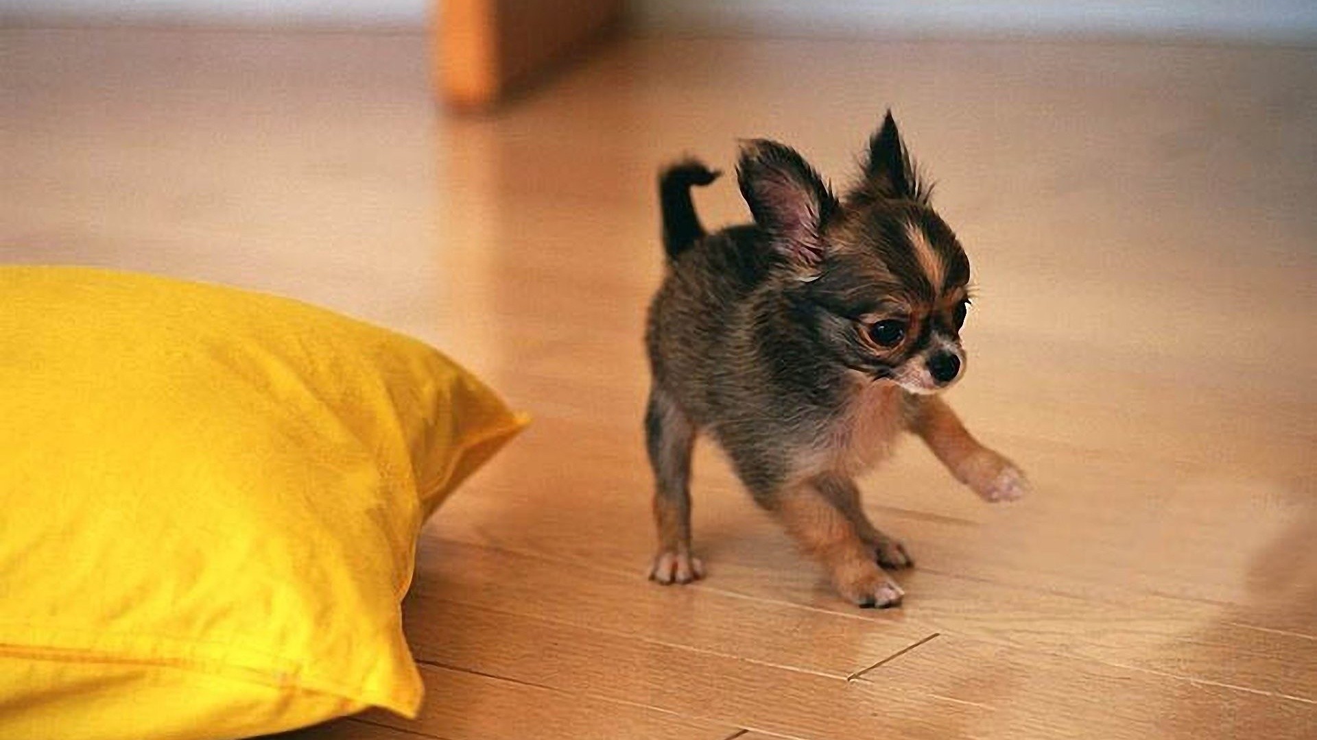 1920x1080  Cute Chihuahua Puppy Playing