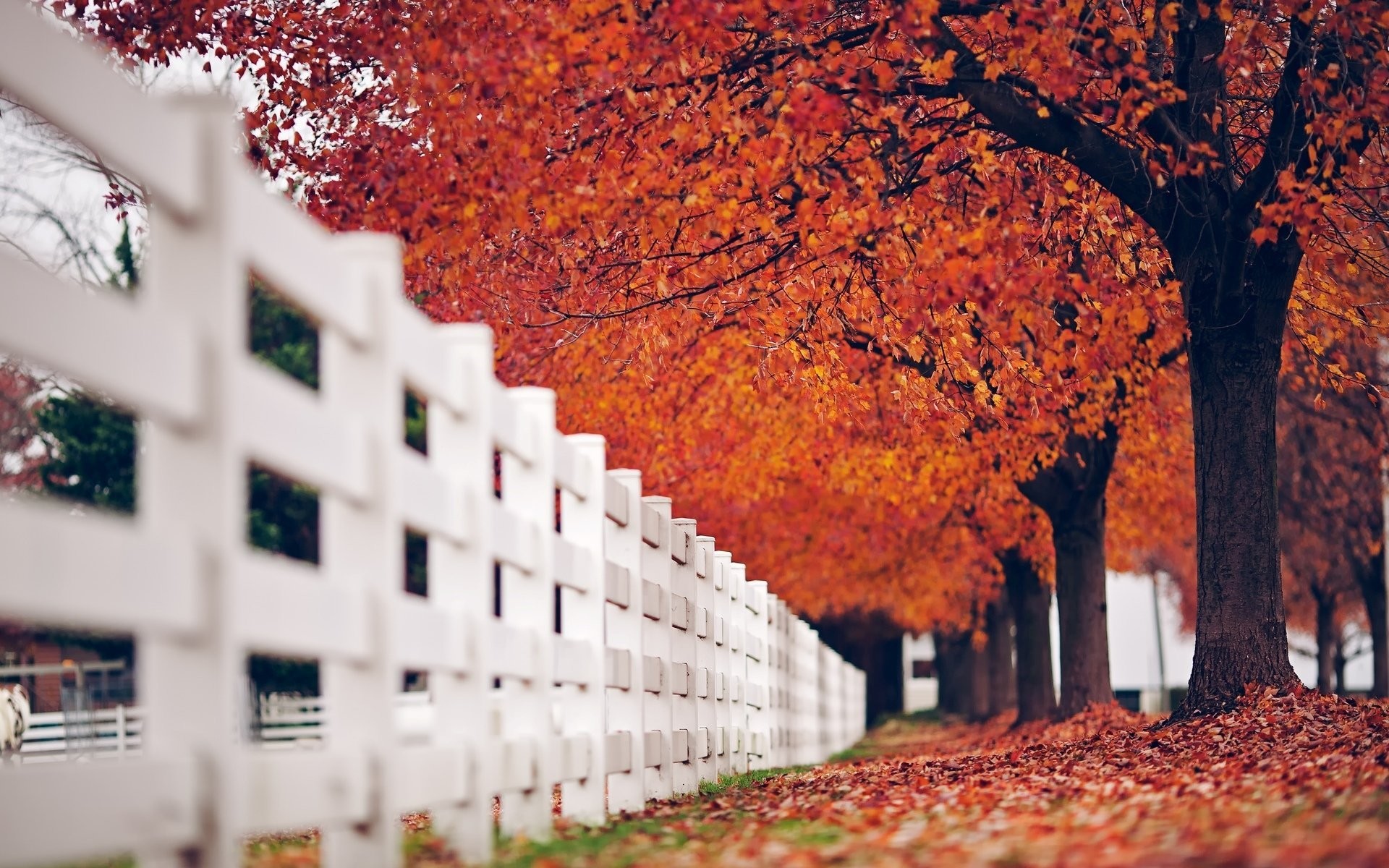 1920x1200 close up fence fencing fence white tree tree leaves leaves autumn red nature  background tree leaves