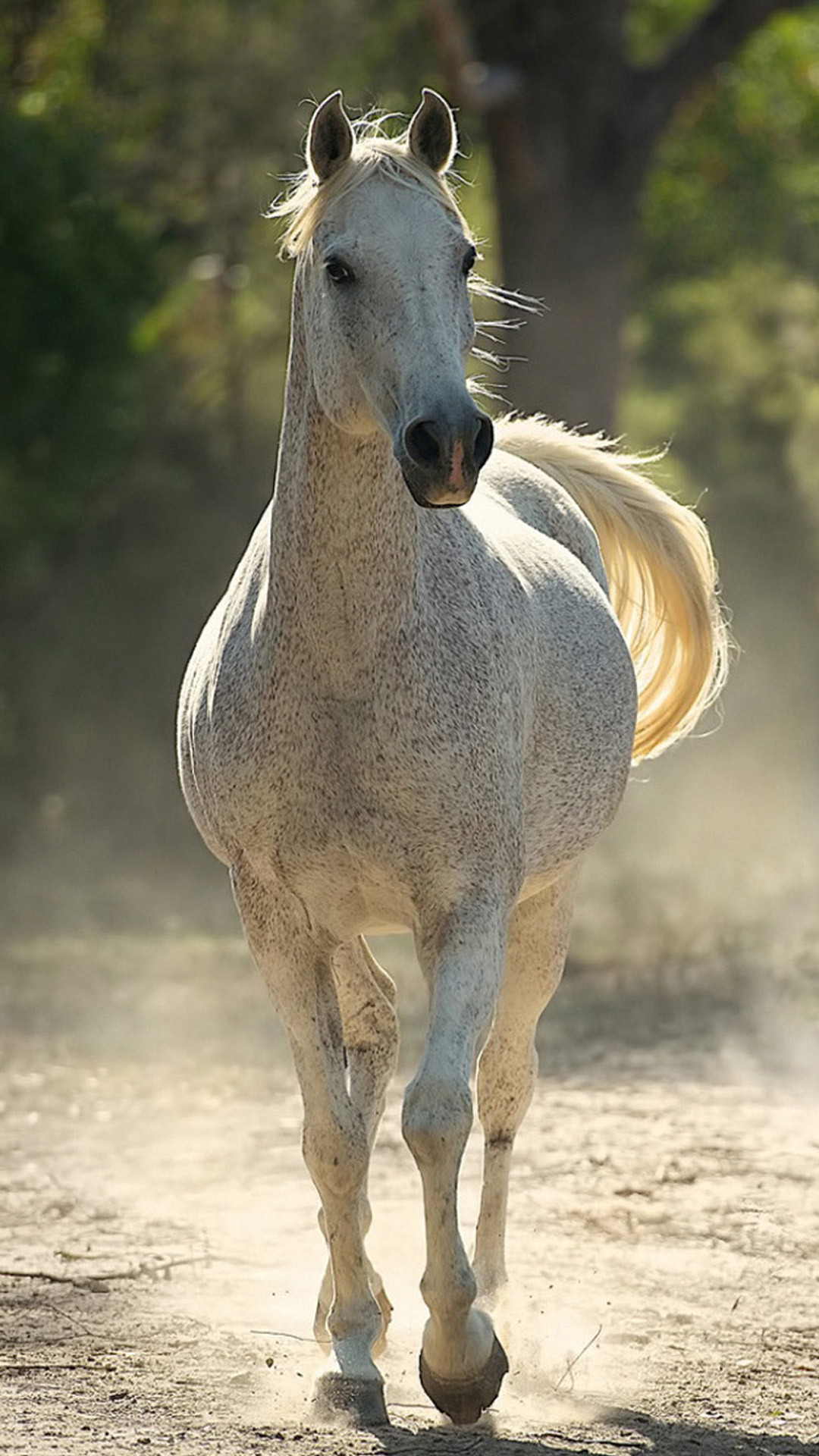 Arabian Horse Photo Gallery Wallpaper (53+ images)