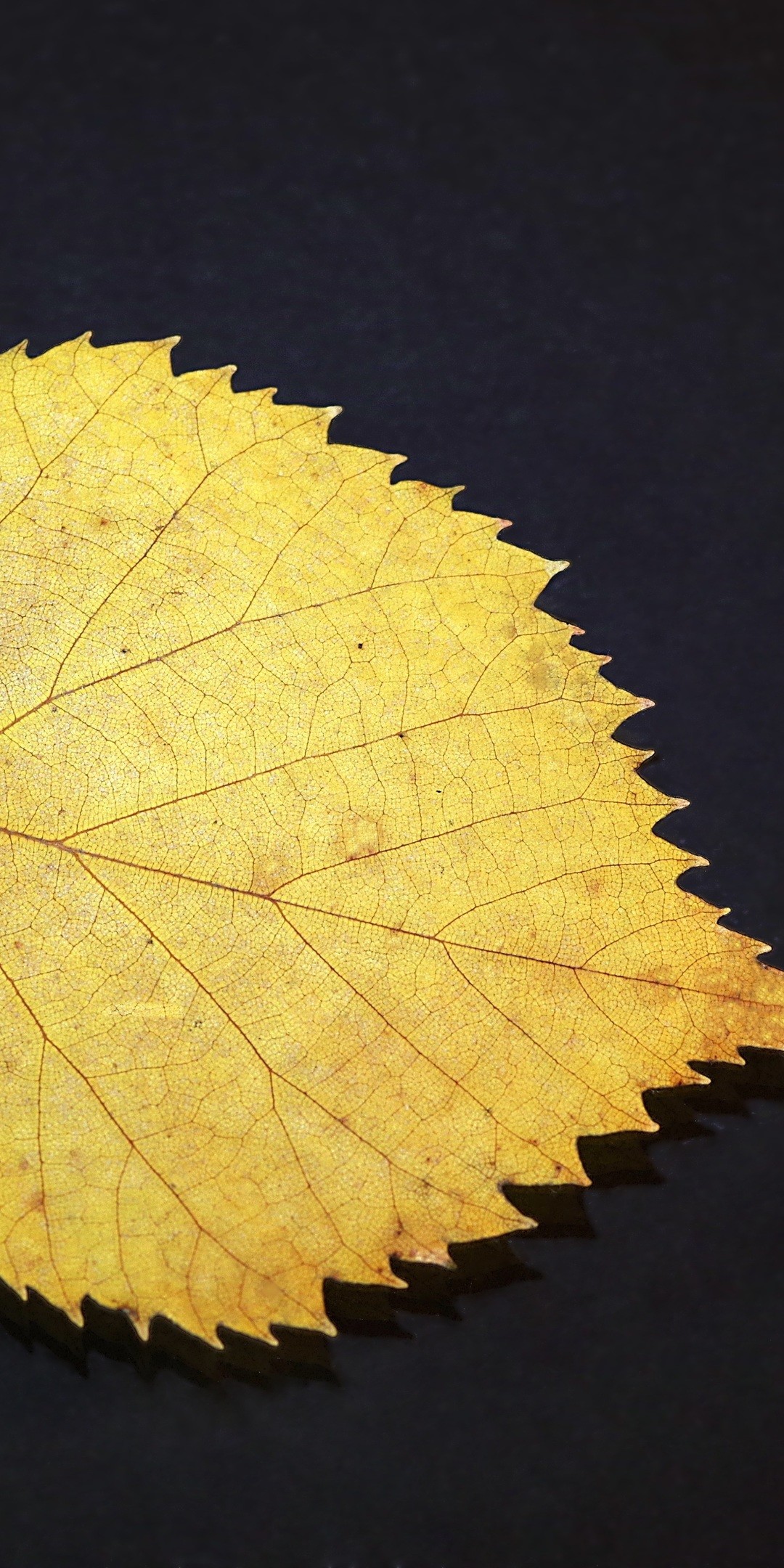 1080x2160 gold-leaf-2w.jpg