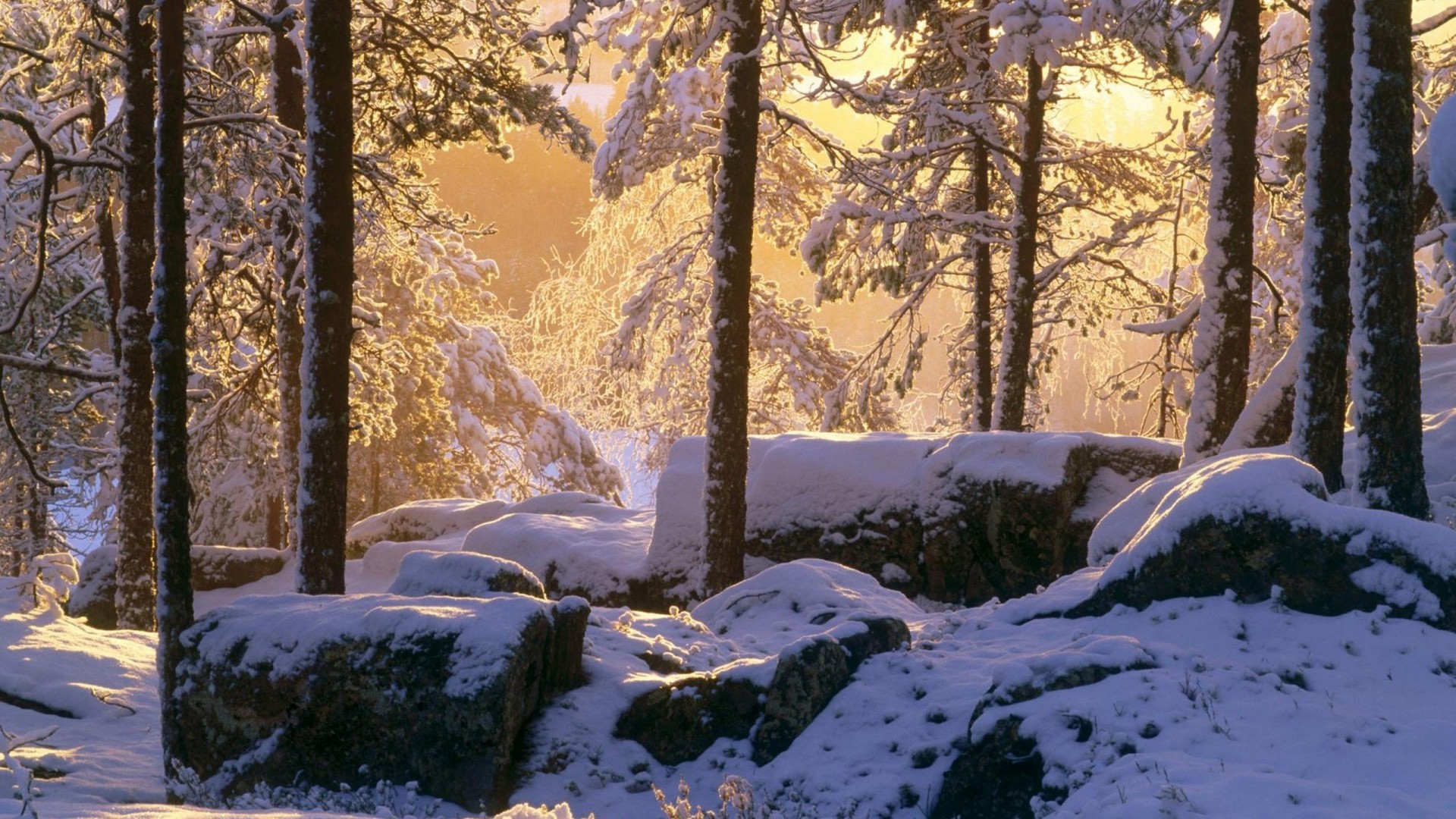 1920x1080  Wallpaper winter, trees, forest, shade