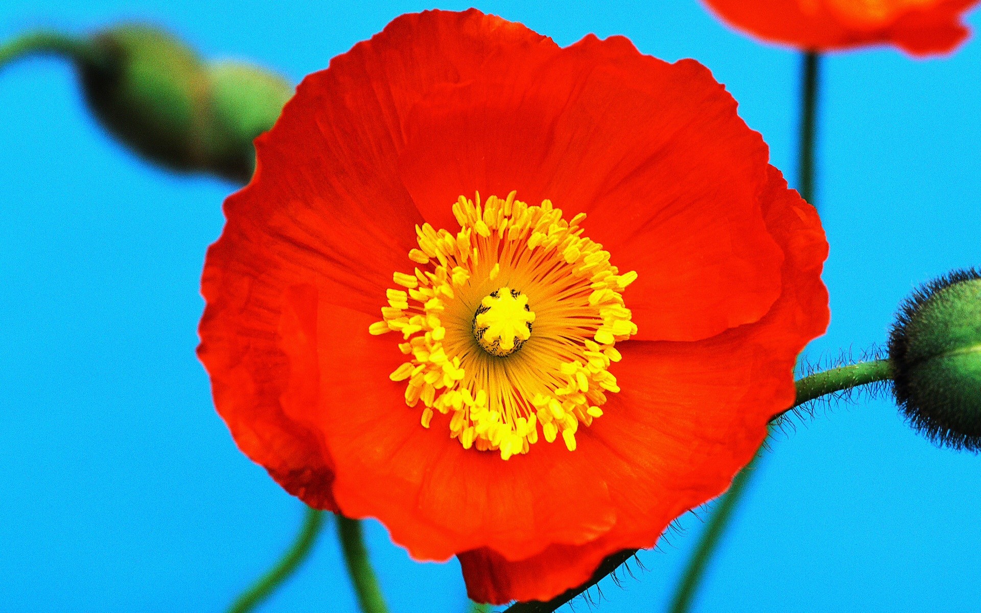 1920x1200 Poppy Flower wallpapers and stock photos
