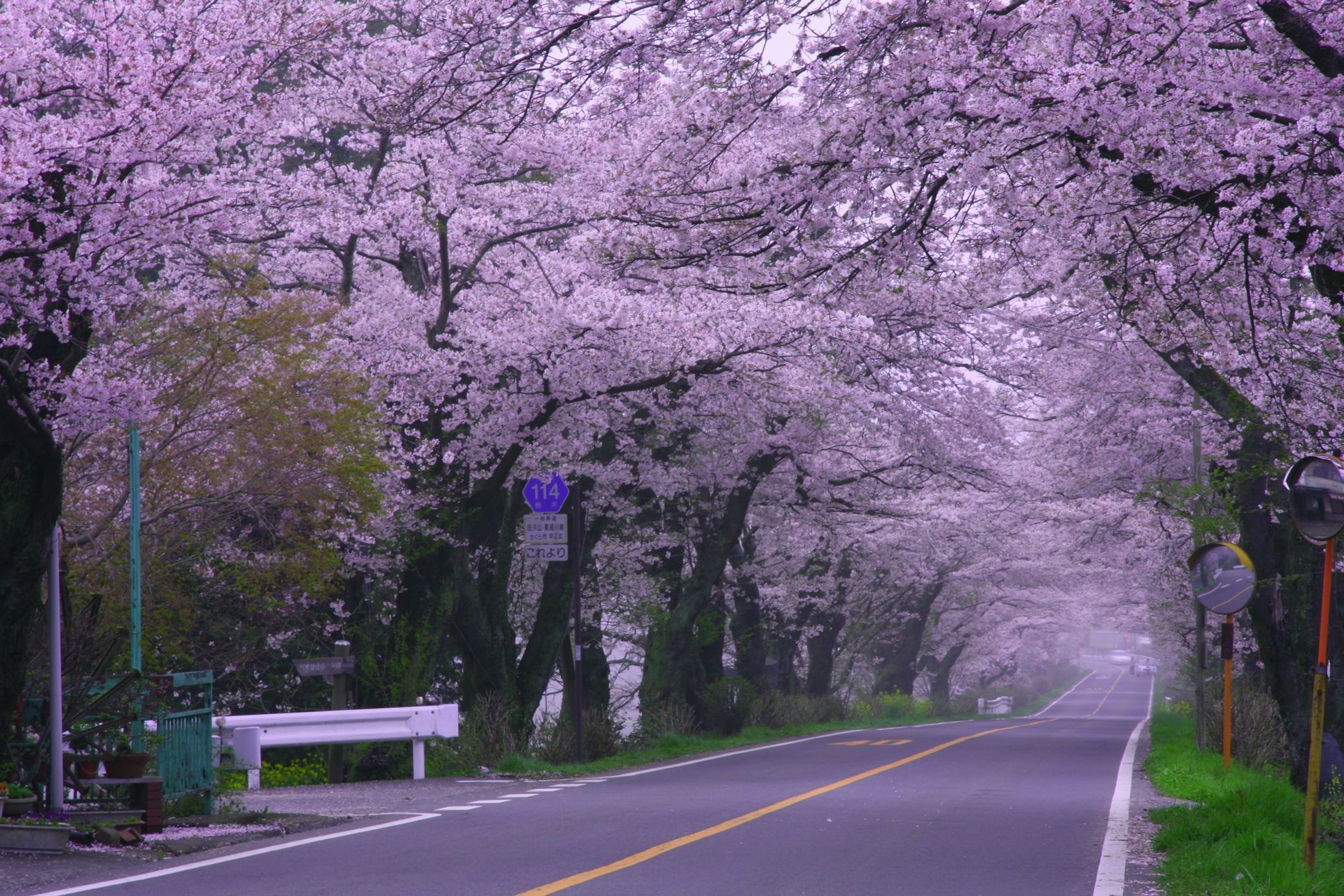 1936x1291 japan sakura wallpapers widescreen with high resolution wallpaper on nature  category similar with 1920x1080 art city
