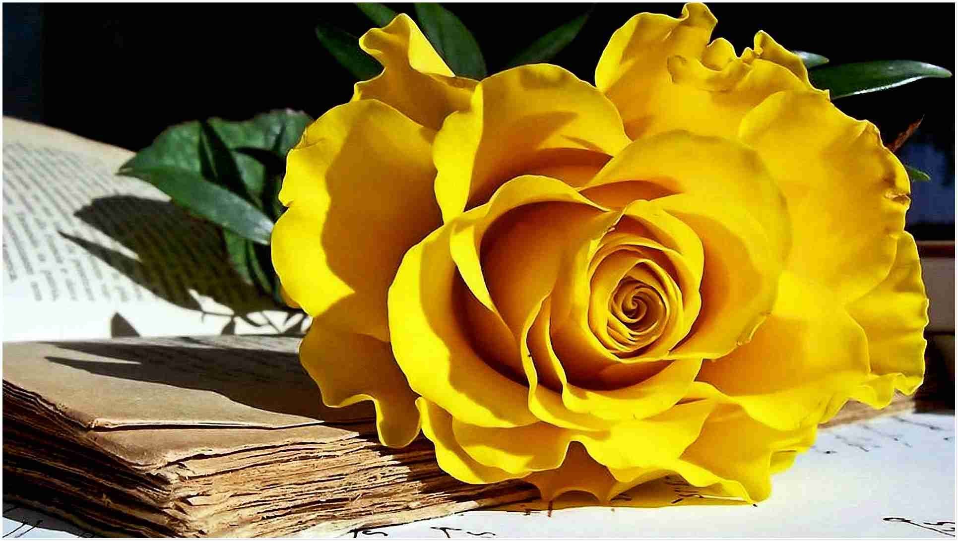 1931x1091 beautiful yellow roses wallpapers #990423. 1440x1280 Beautiful Yellow Rose  Flowers Wallpapers ...