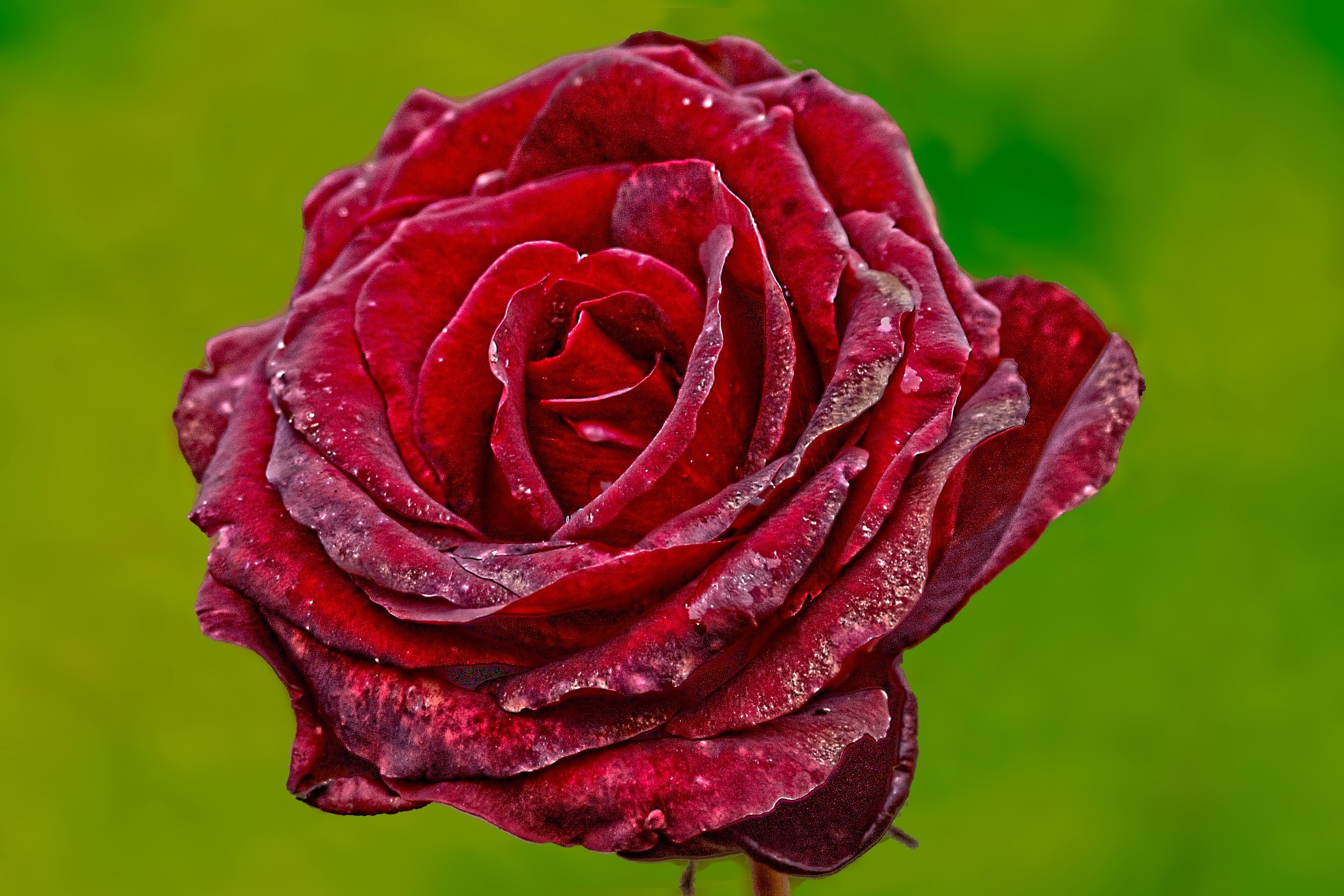 2625x1750 Red Rose With Green Background