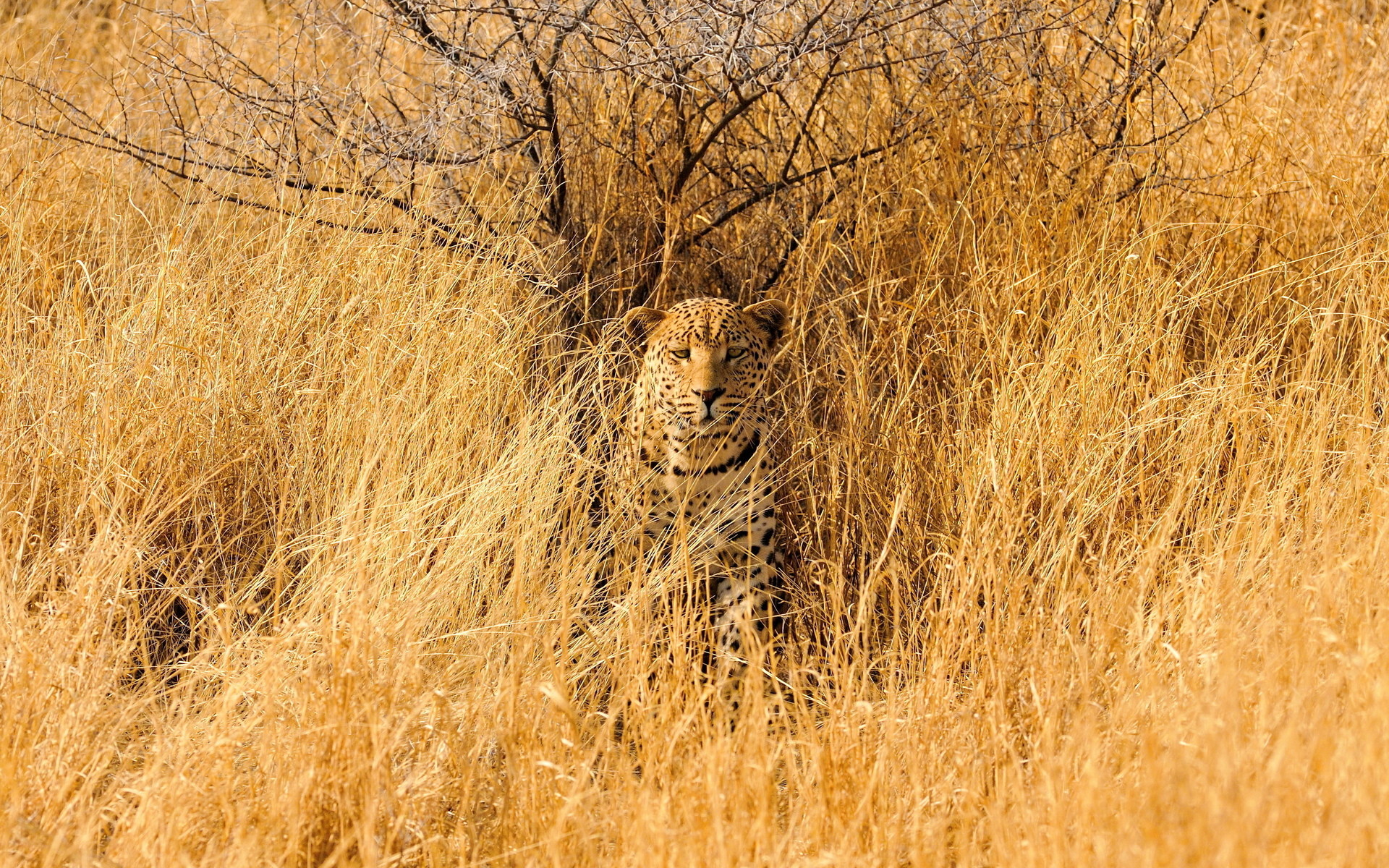 1920x1200 Leopard savannah animals cats wildlife predator africa grass landscapes camo  spots fields wallpaper