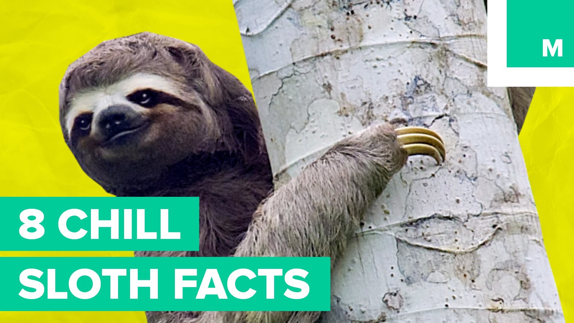 1920x1080 8 Chill Sloth Facts | Fuzzy Friday