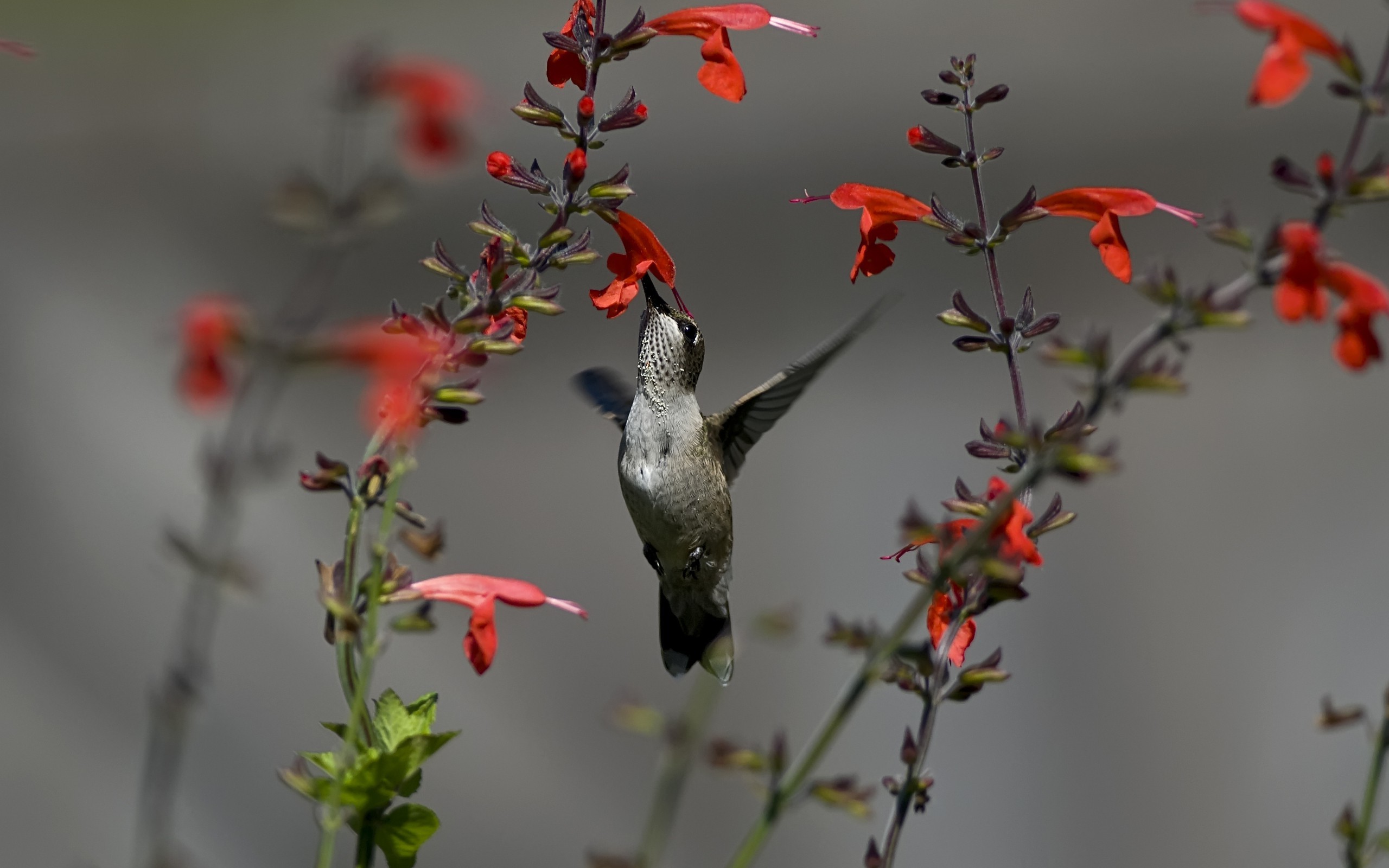 2560x1600 animals, Nature, Birds, Hummingbirds, Flowers Wallpapers HD / Desktop and  Mobile Backgrounds