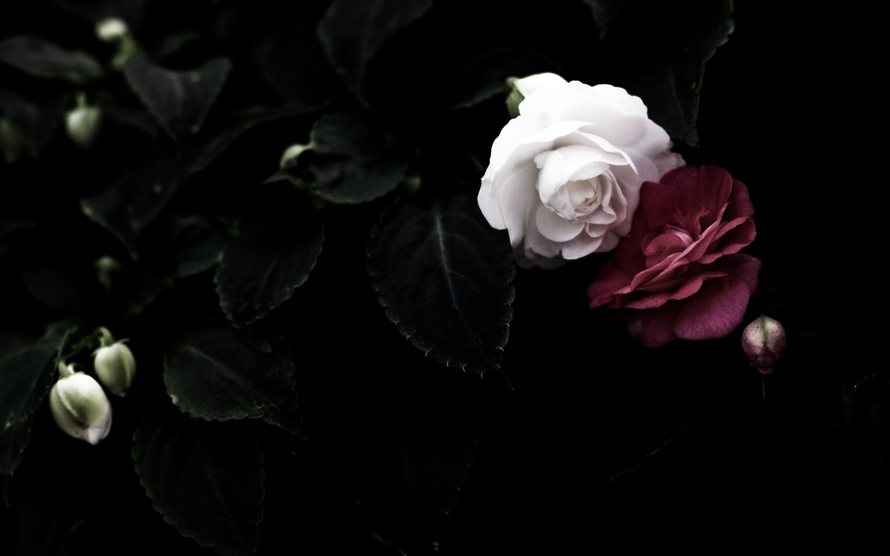 2880x1800 Black Rose Wallpapers High Quality | Download Free