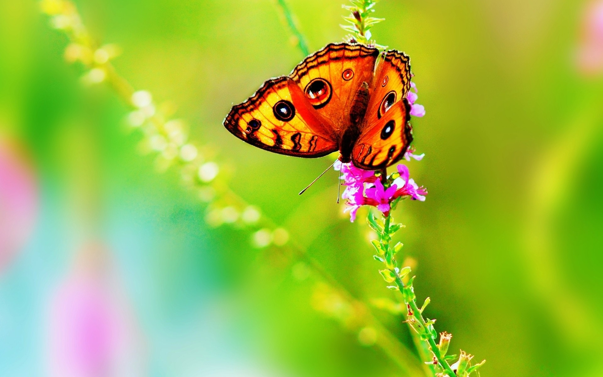 1920x1200 Bright & Colorful Butterfly Wallpaper
