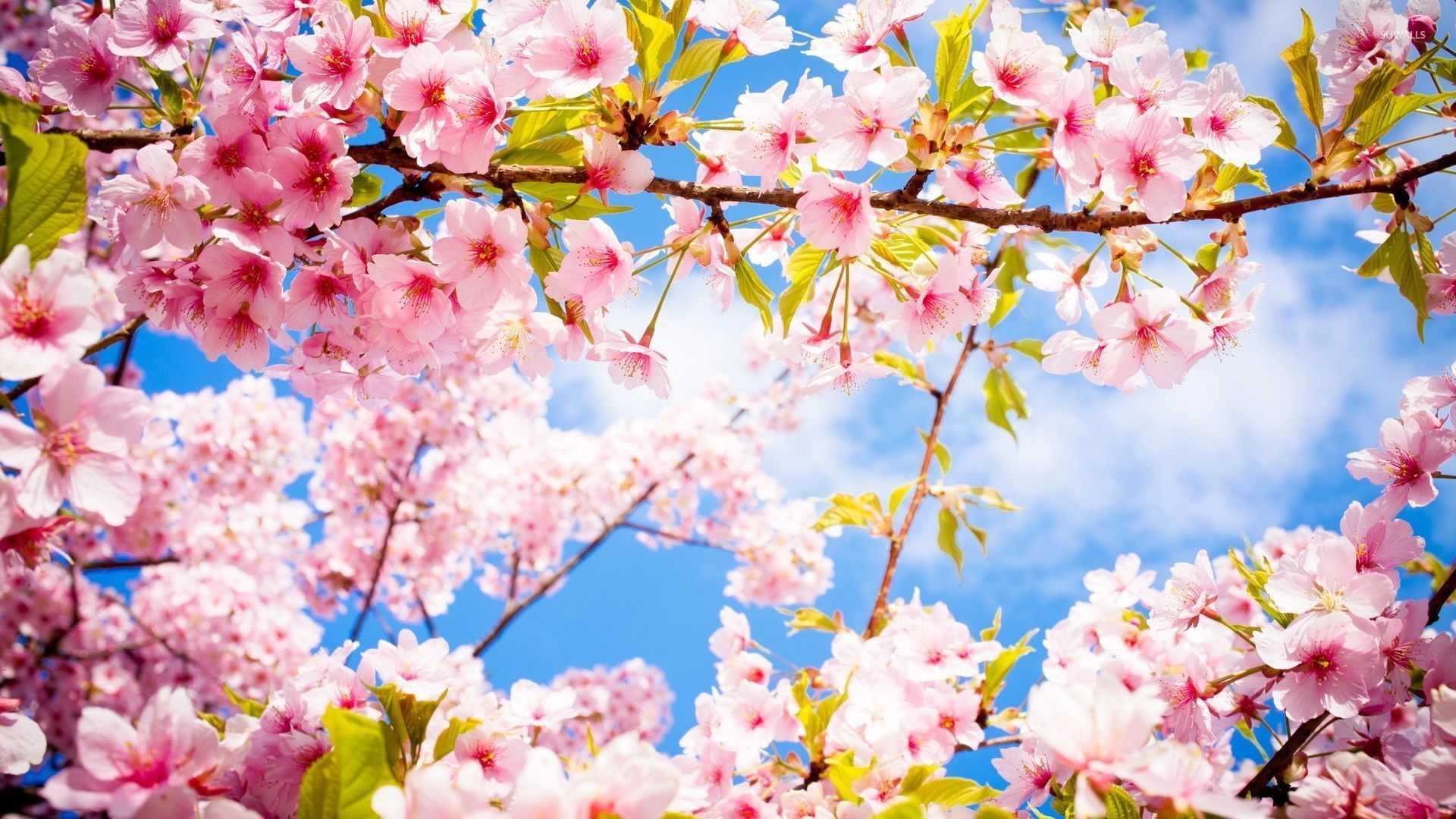 1920x1080 Pink blossoms in the spring wallpaper Â· Flowers Â· Blossom Â· ; jpg