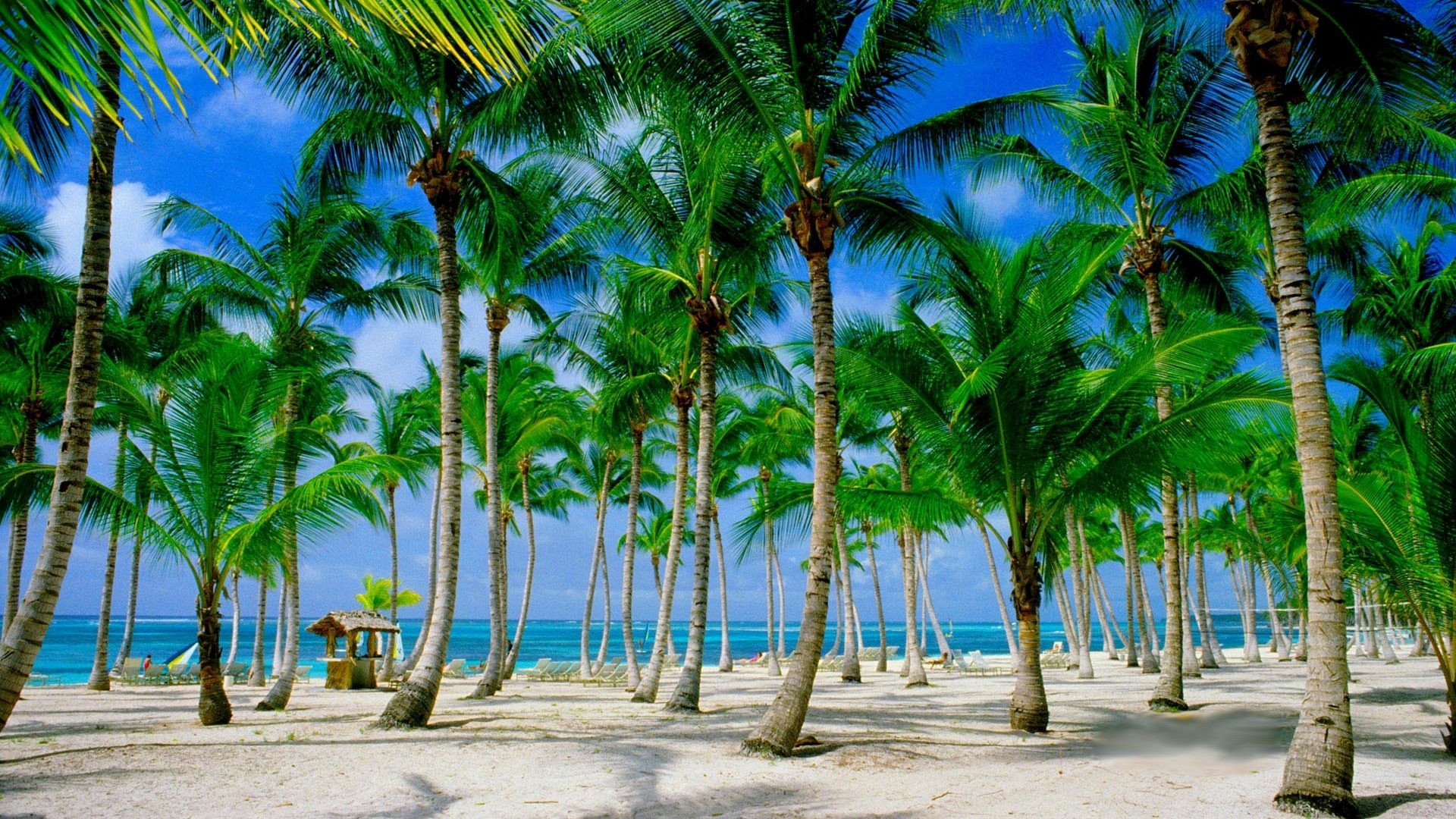 1920x1080 Beach Tropical Paradise Palms Summer Wallpaper With Scenes