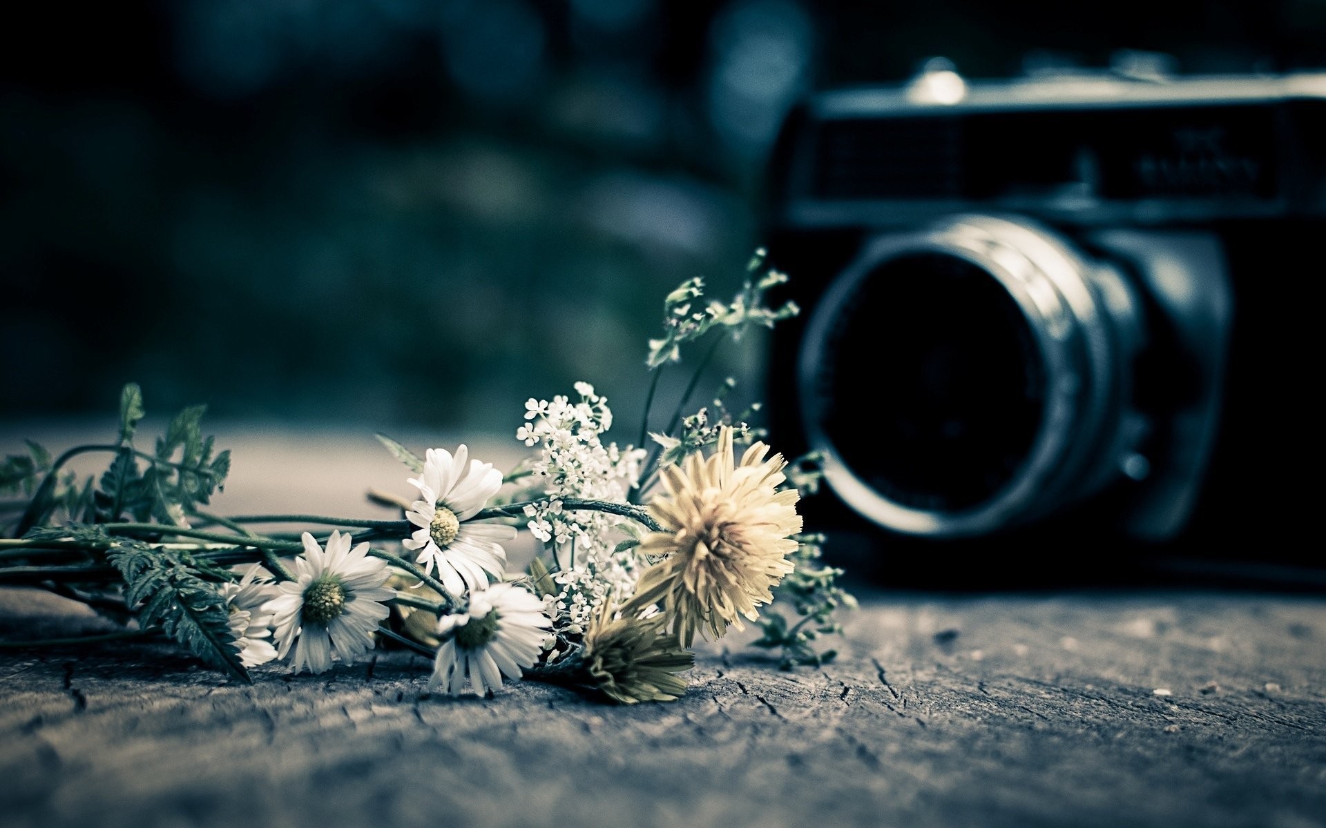 1920x1200 ... mood a camera the camera camera flower flowers background flower; camera  hd wallpaper ...
