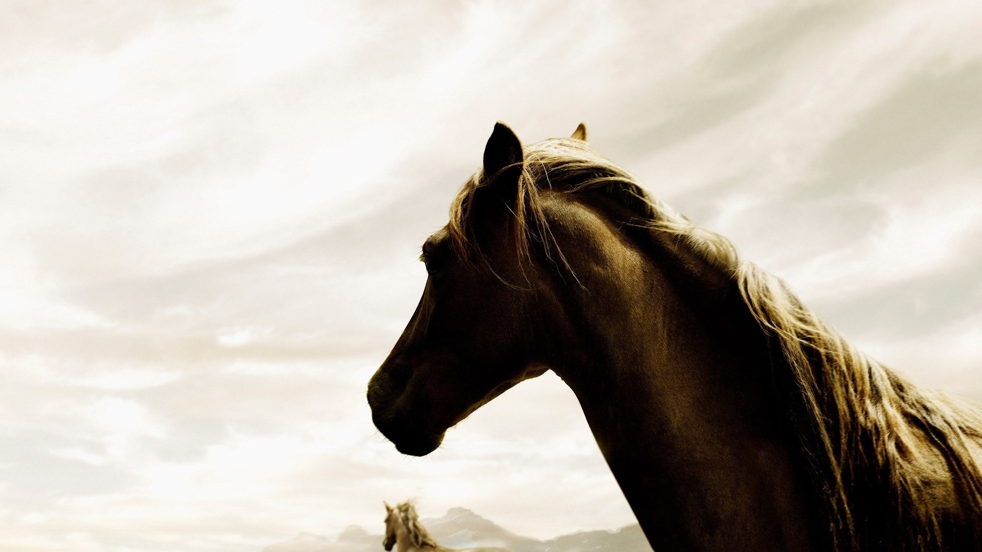 1920x1080 Wild Horses Wallpapers Cool Backgrounds 42 Superb