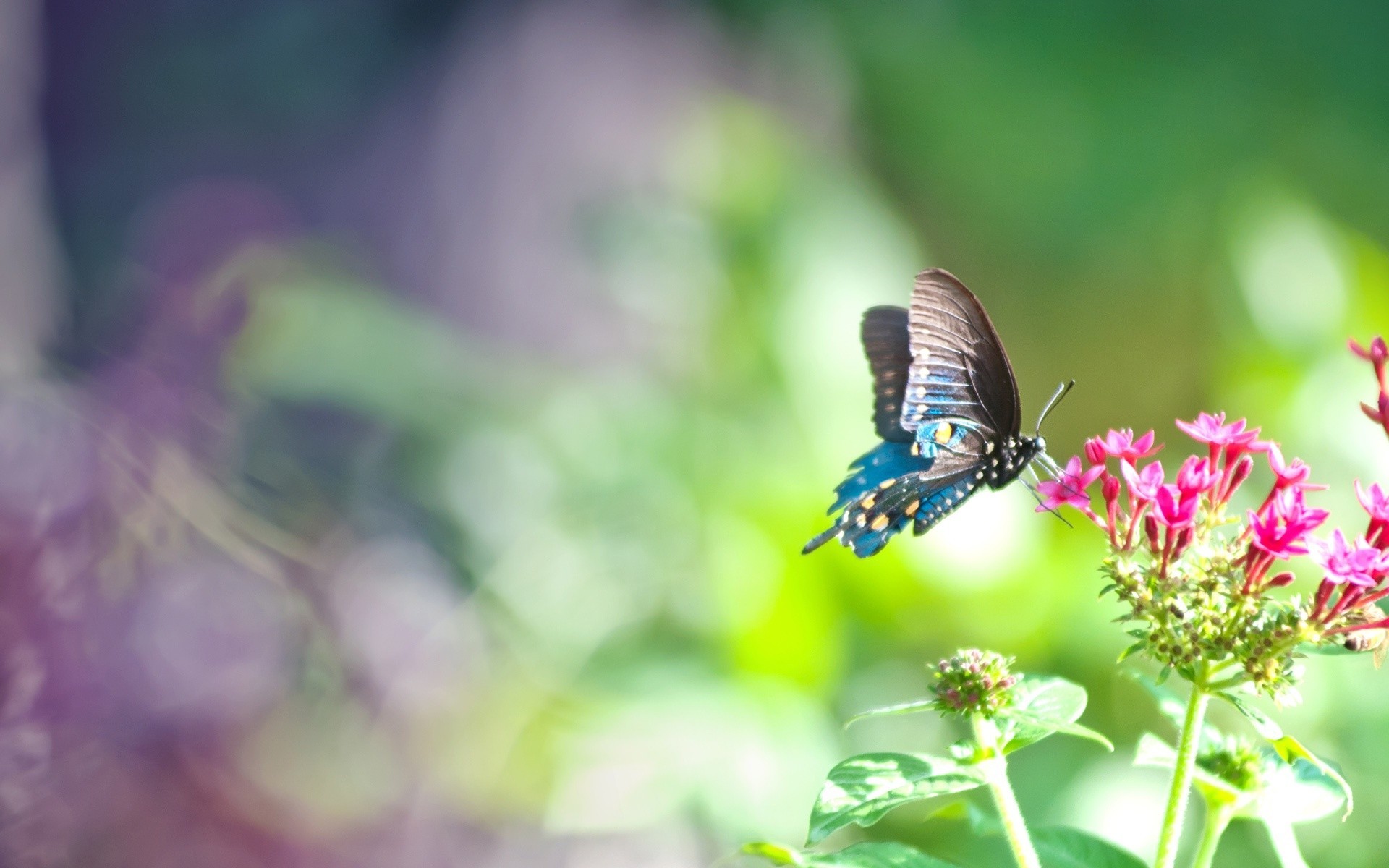 1920x1200 Pink and Blue Butterfly Background