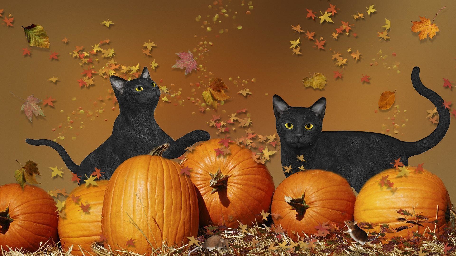 1920x1080 Wallpapers For > Cute Cat Halloween Wallpaper