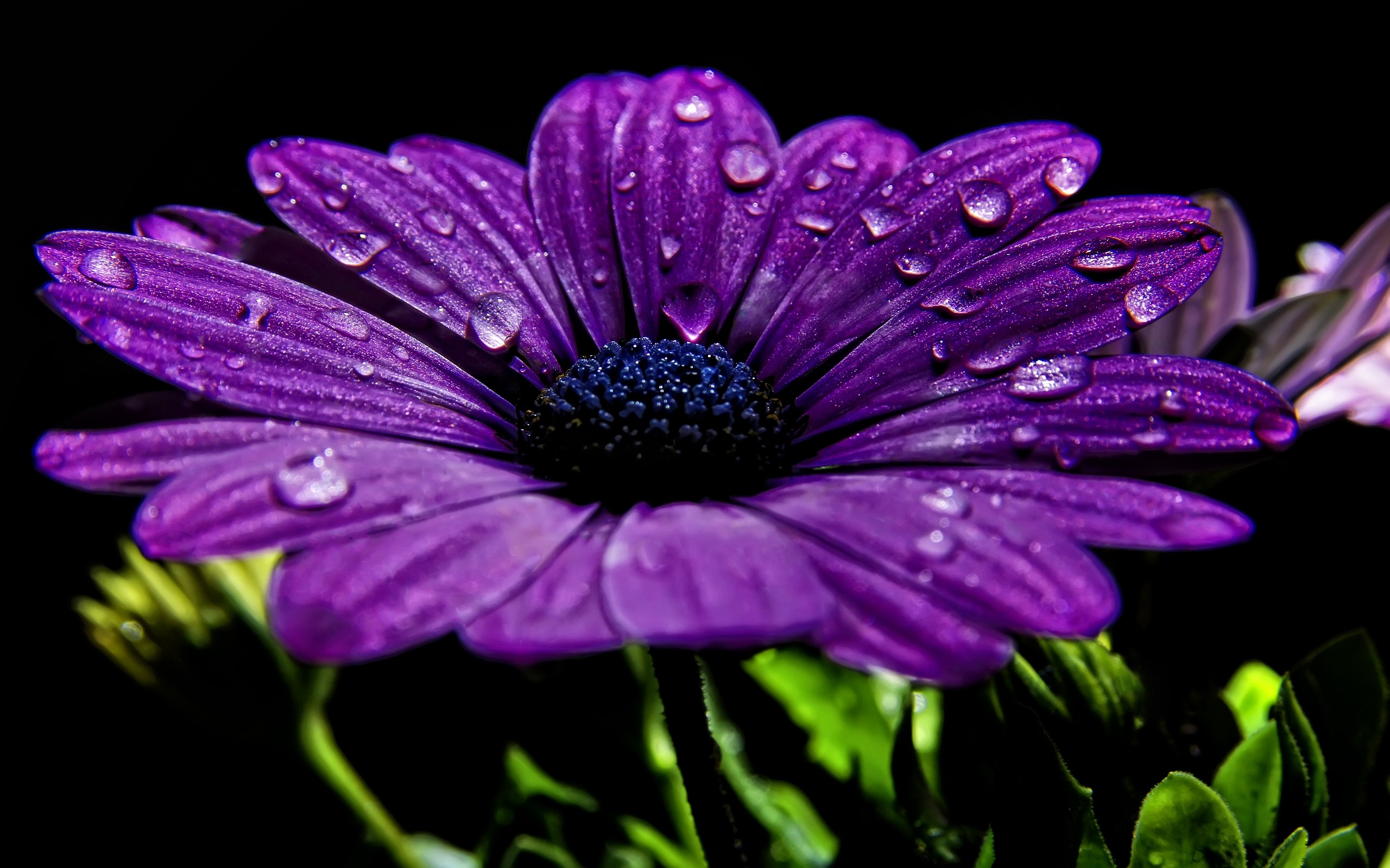 2560x1600 Purple Flowers 14034